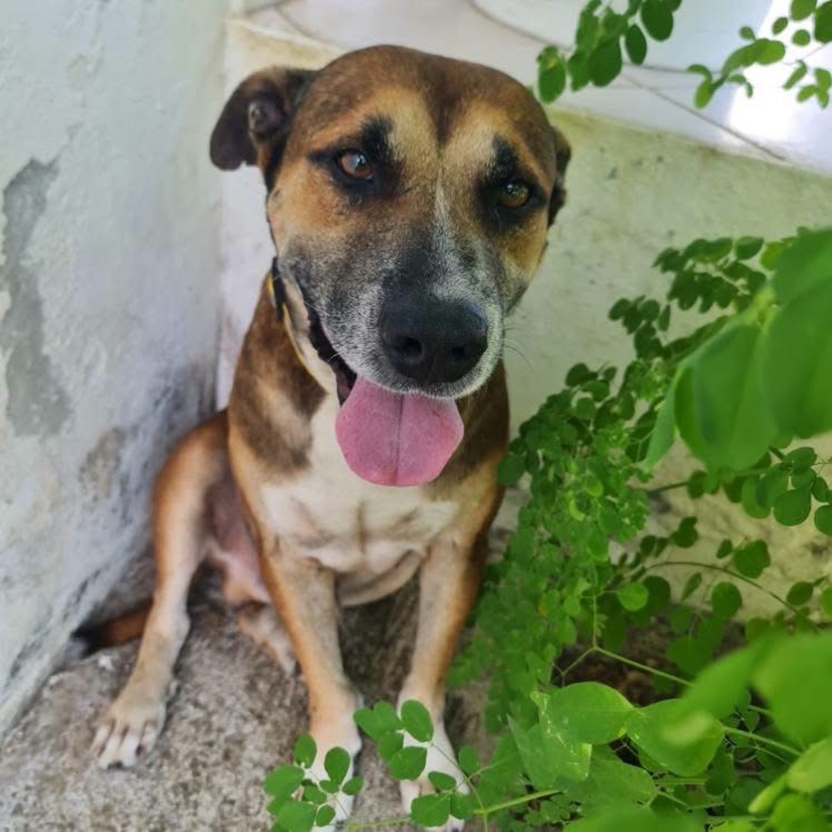 Adoption Babar