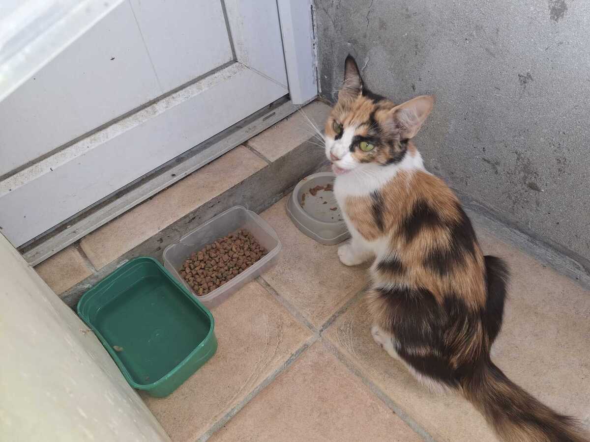 Adoption Amina