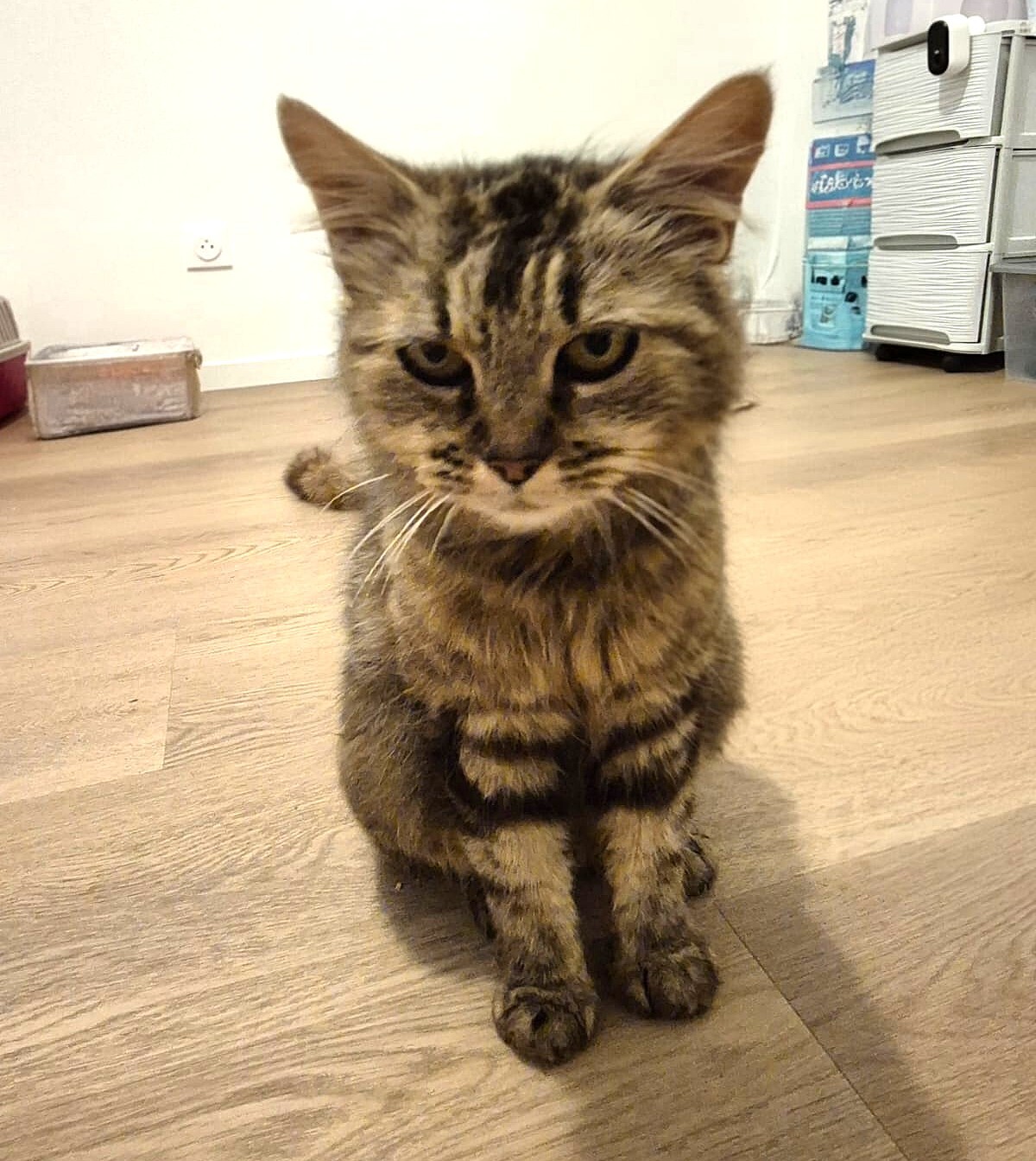 Adoption Vély