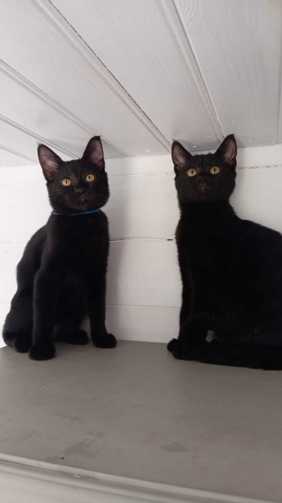 Adoption Nougatine