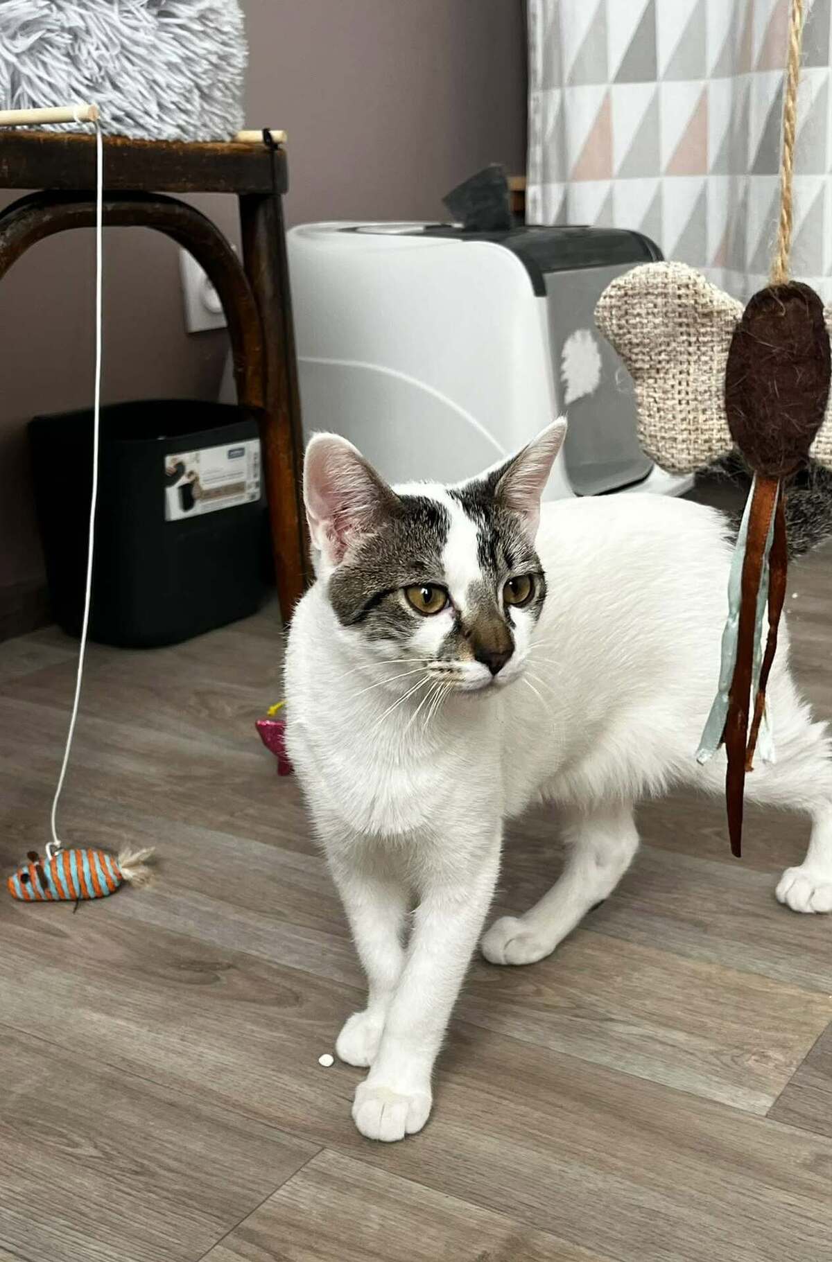Adoption Bambou