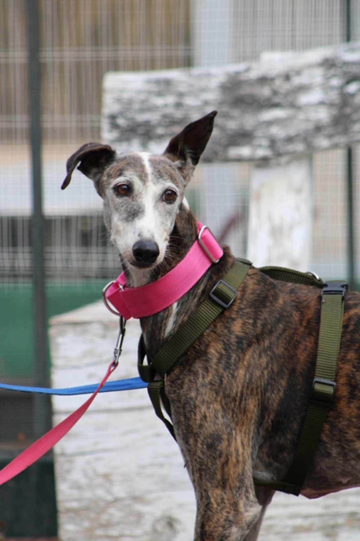 Adoption Penelope