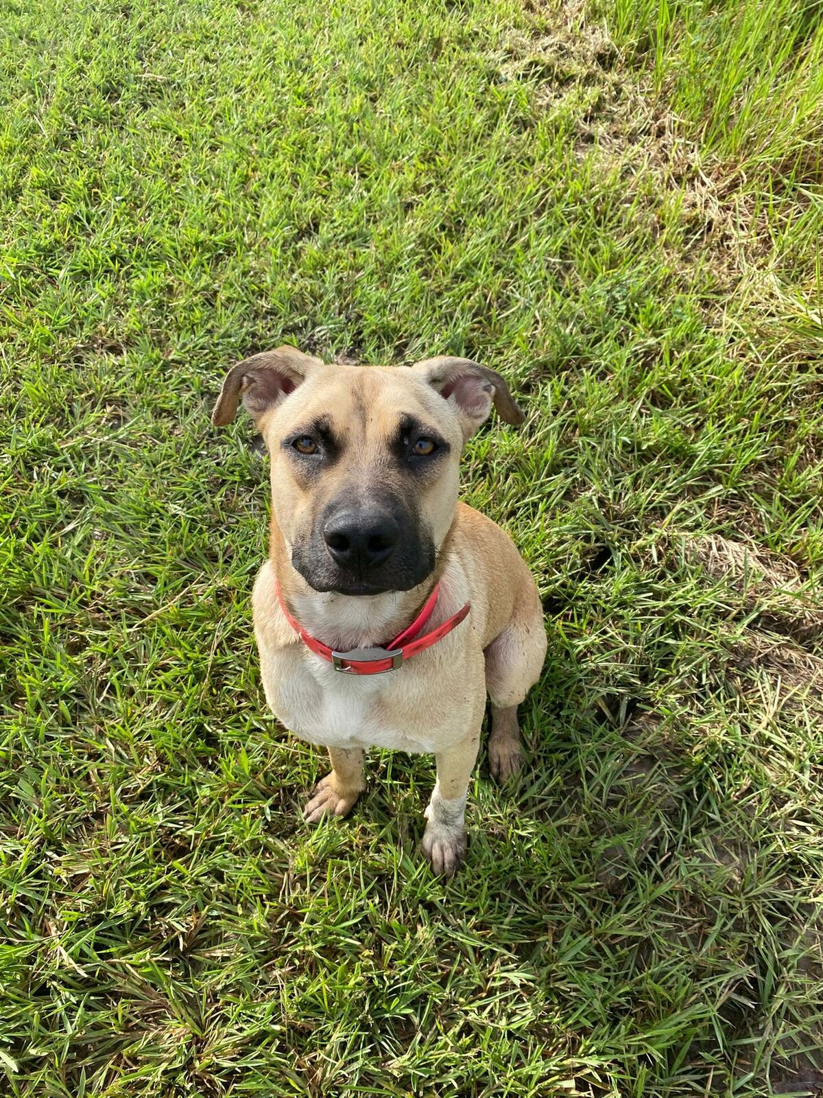 Adoption Zam