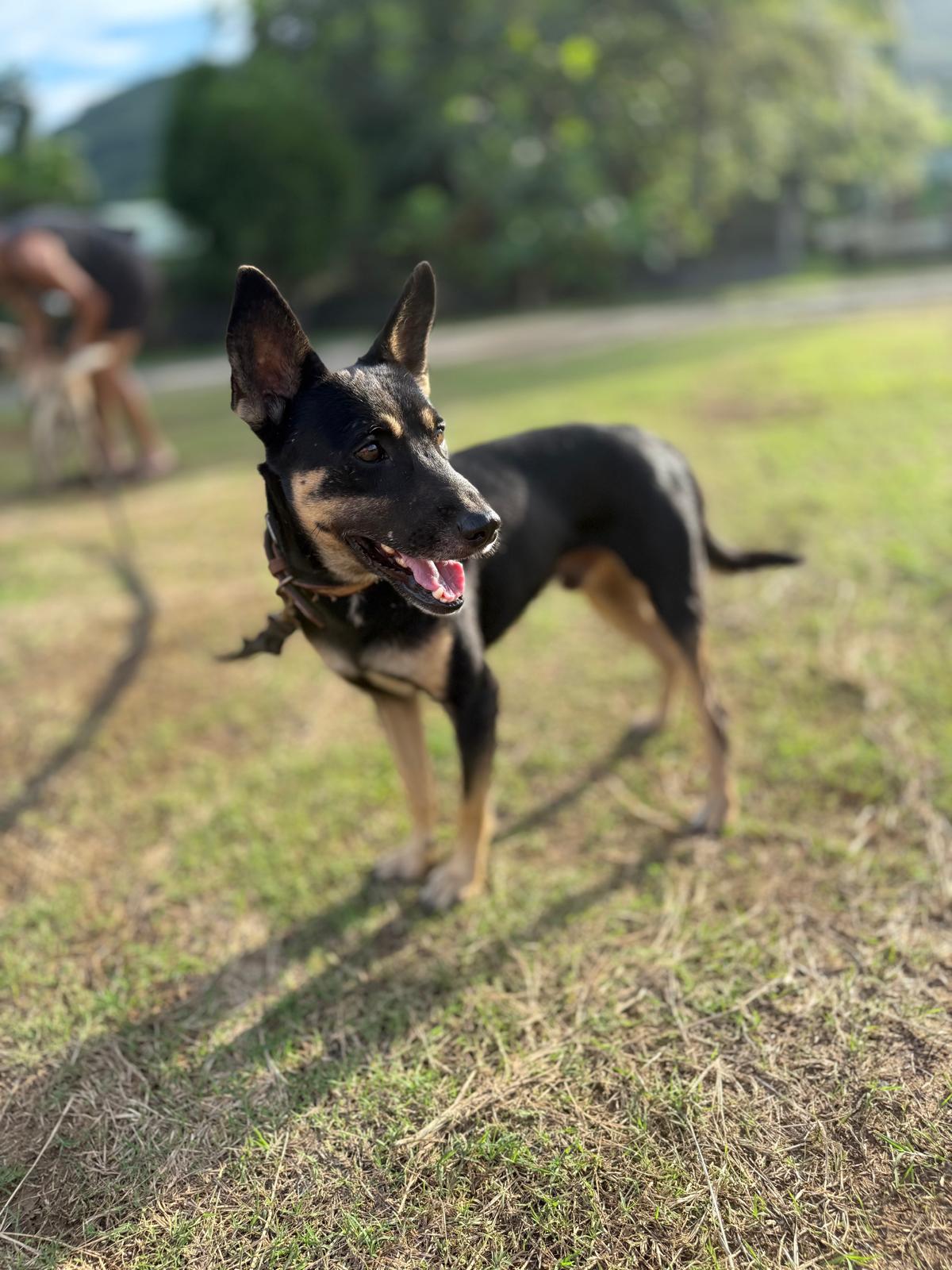 Adoption SIKI