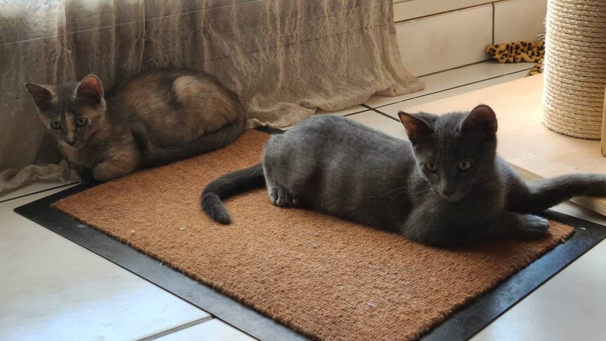 Adoption Denver