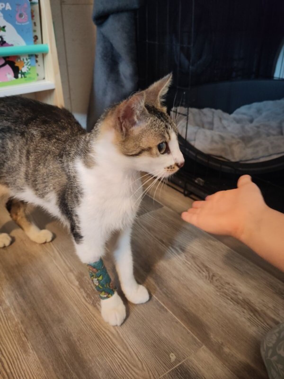 Adoption Alba