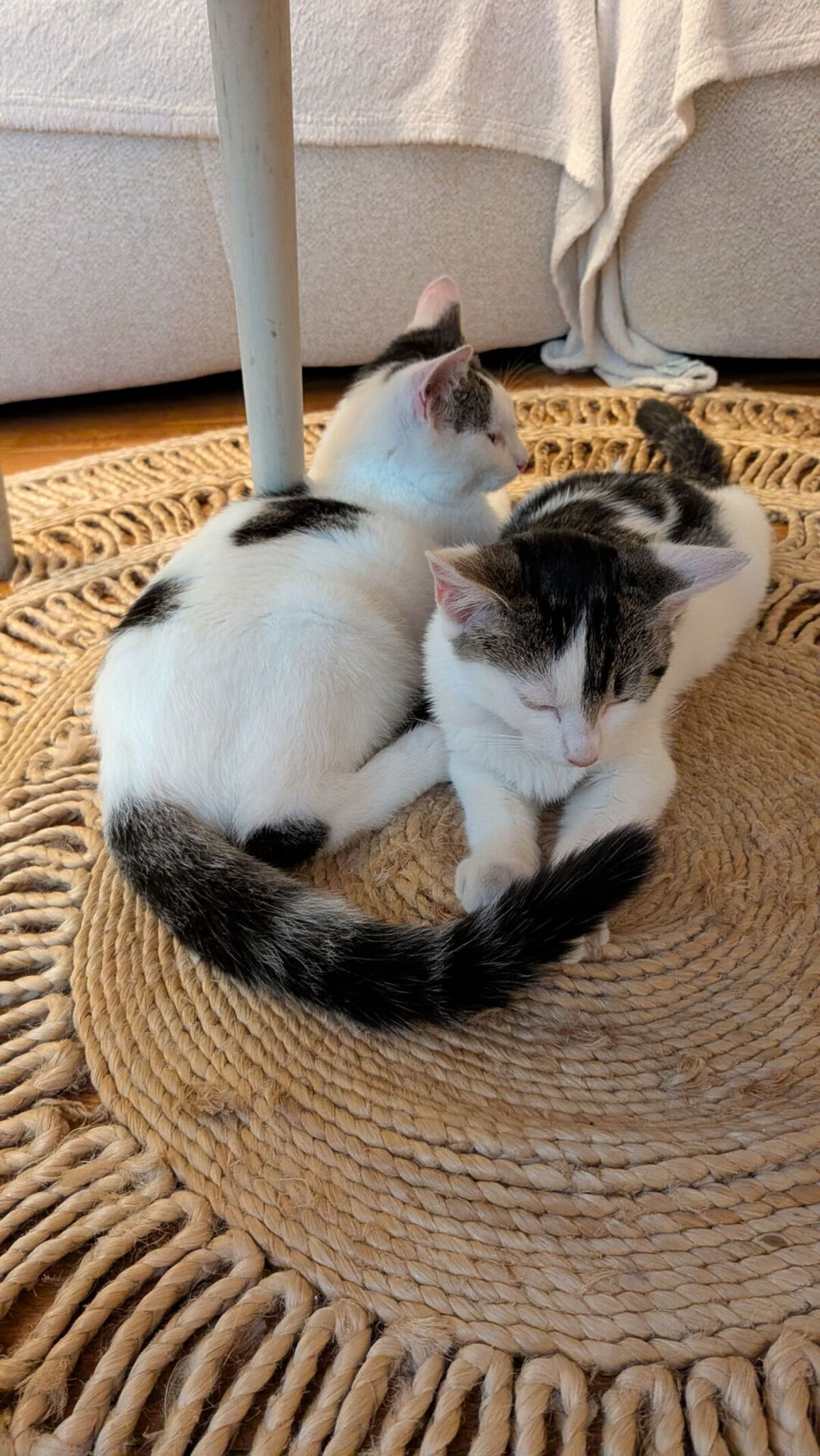 Adoption Baloo et Bianca 