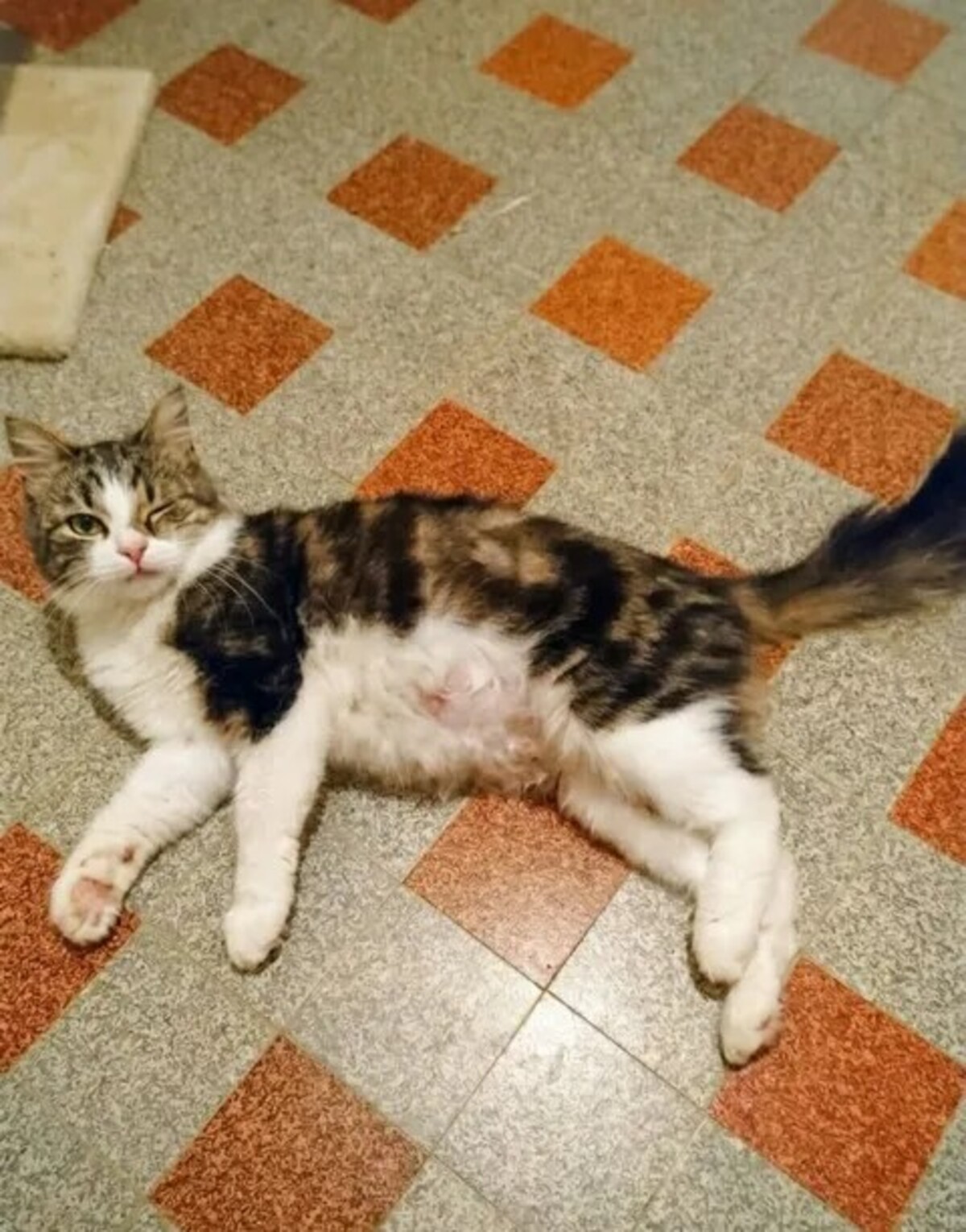Adoption Diva