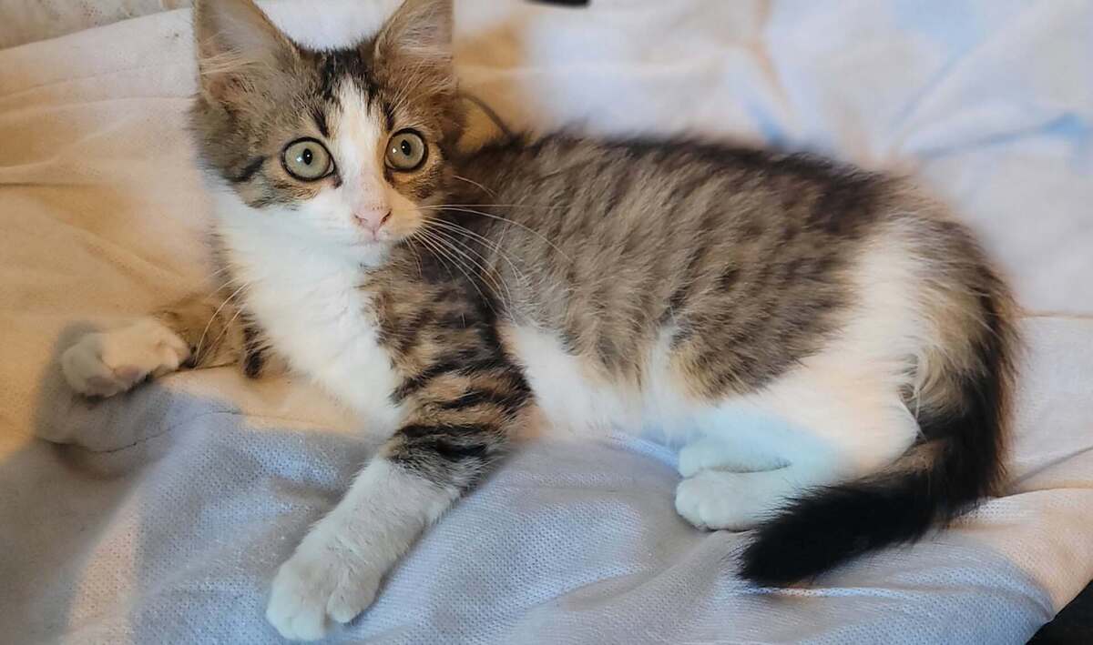 Adoption Birdie & Balthazar