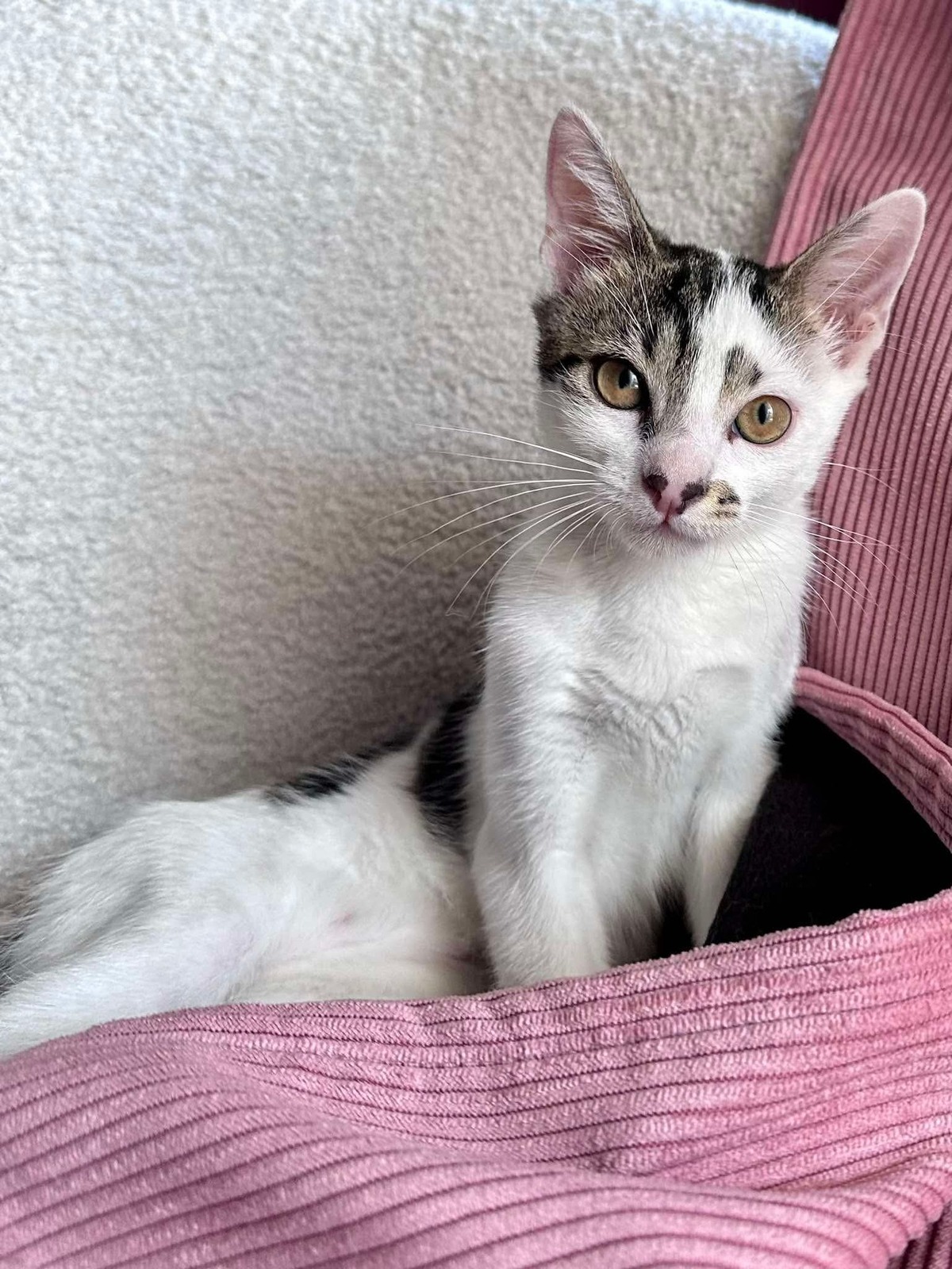 Adoption Newton 