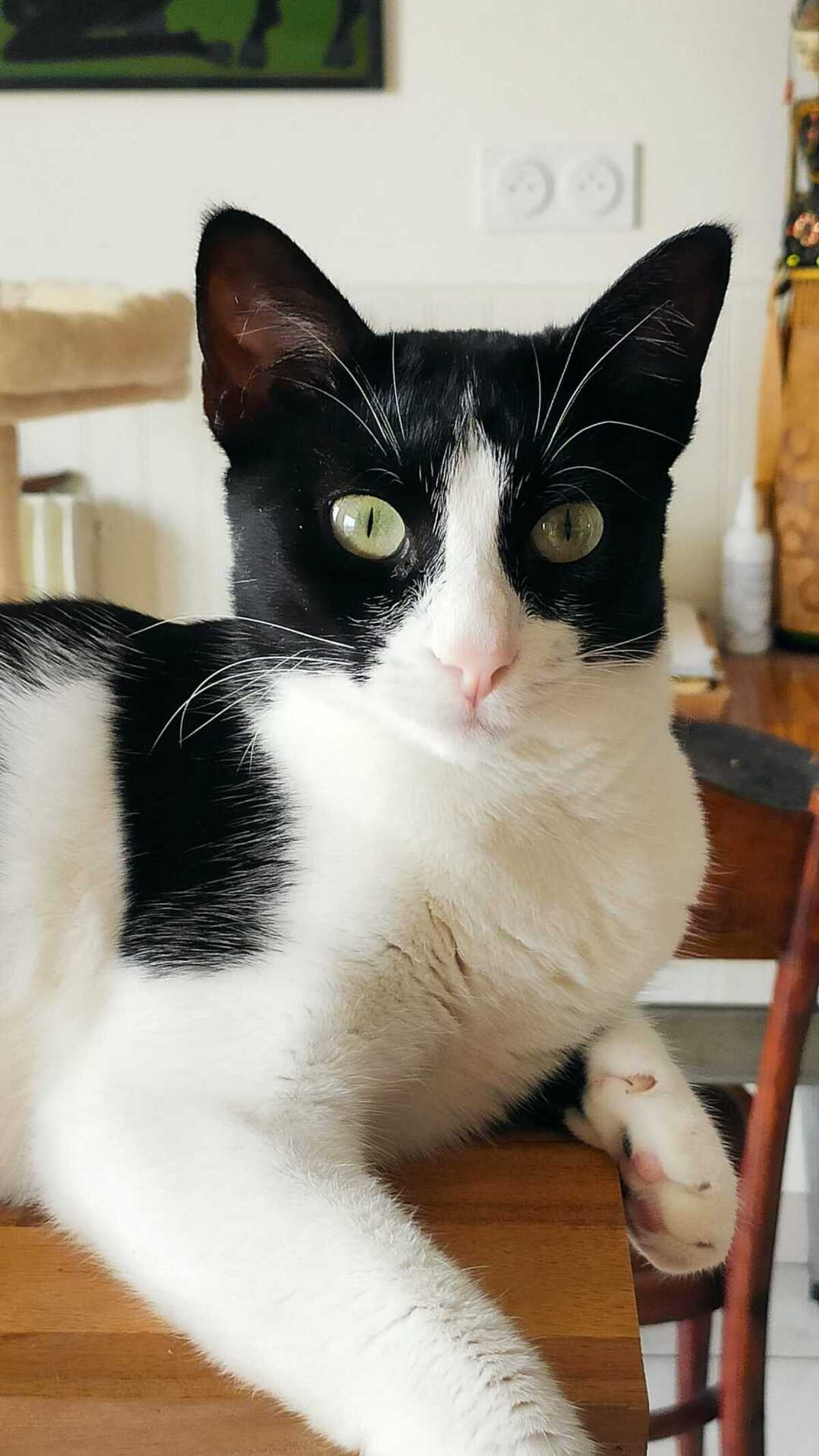 Adoption Minouchka 
