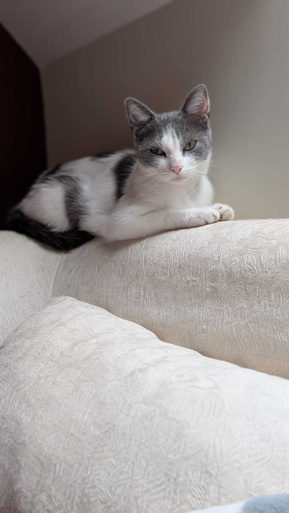 Adoption Friponne