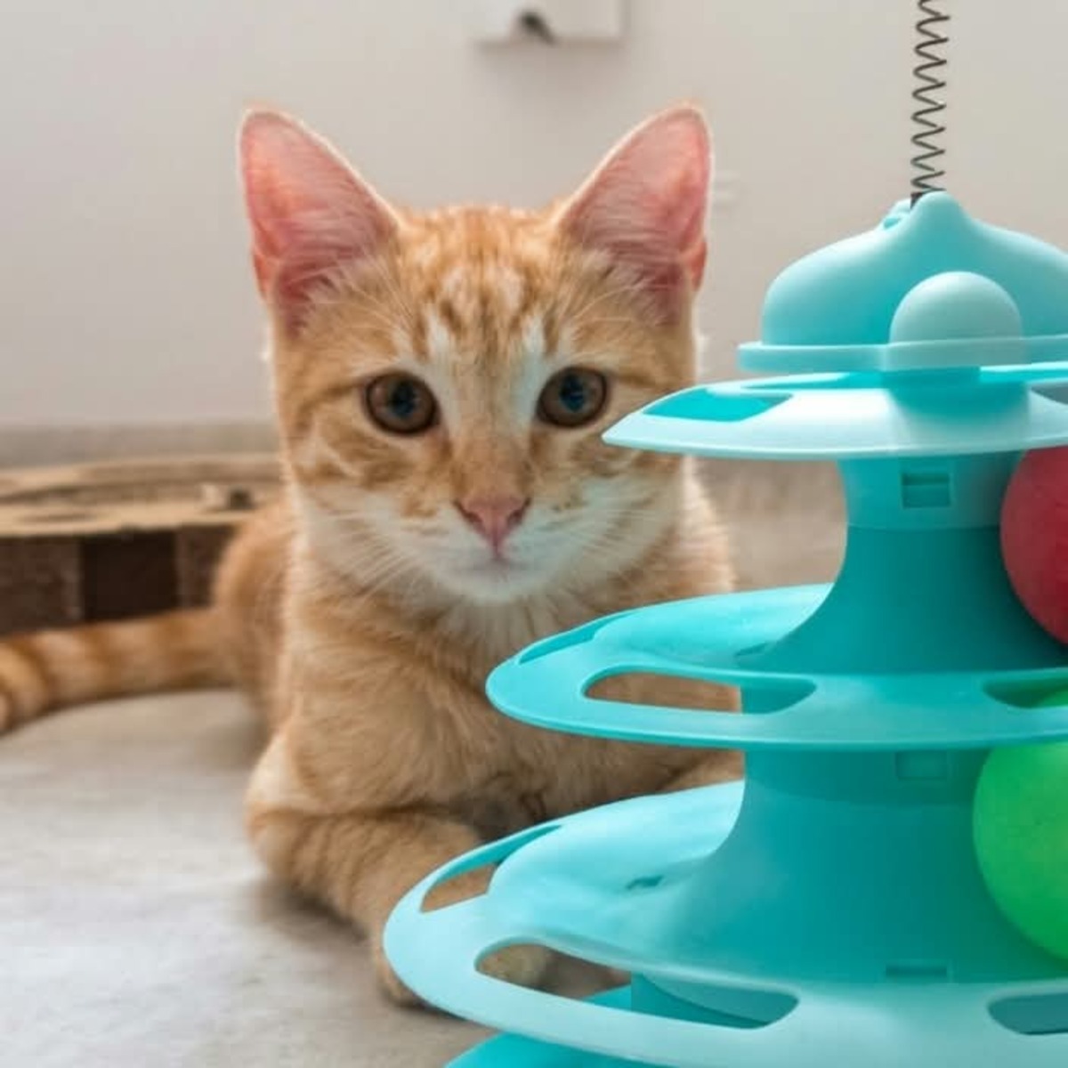 Adoption Murphy