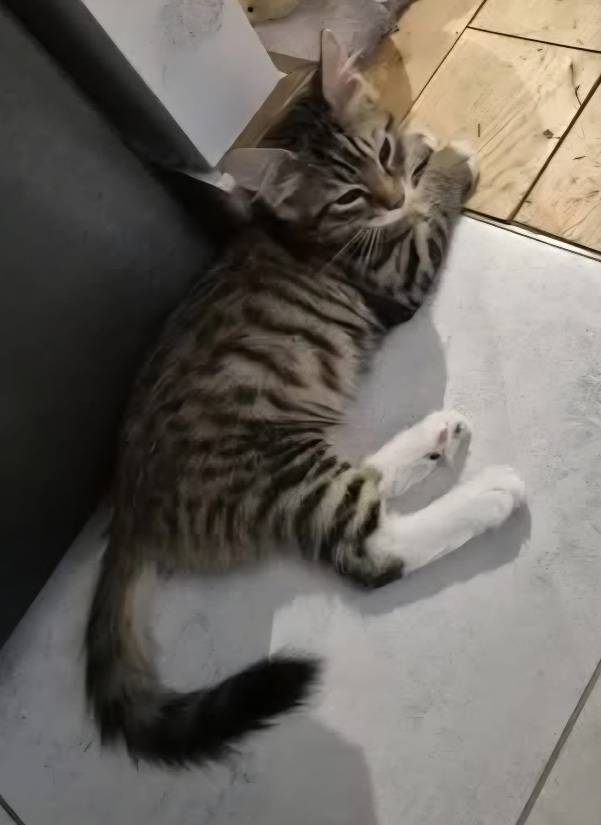 Adoption JACE 