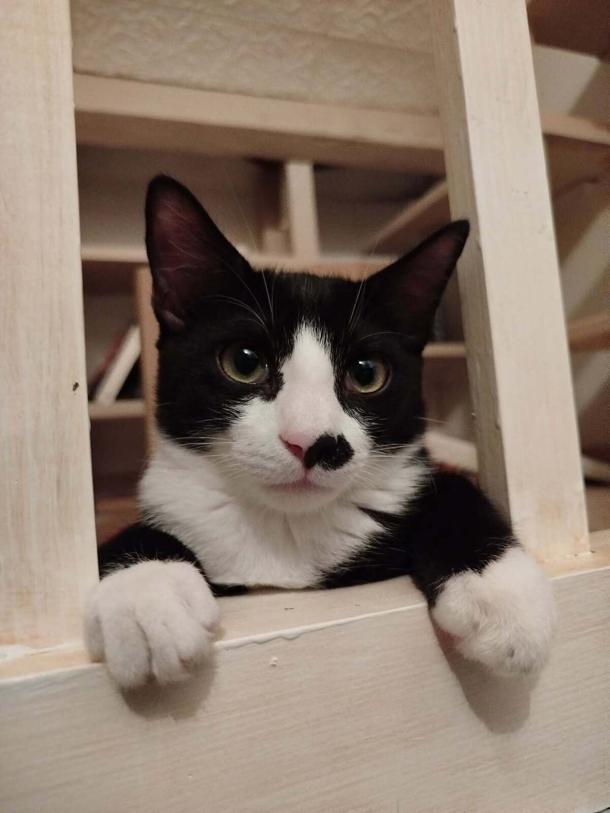 Adoption Bretelle 