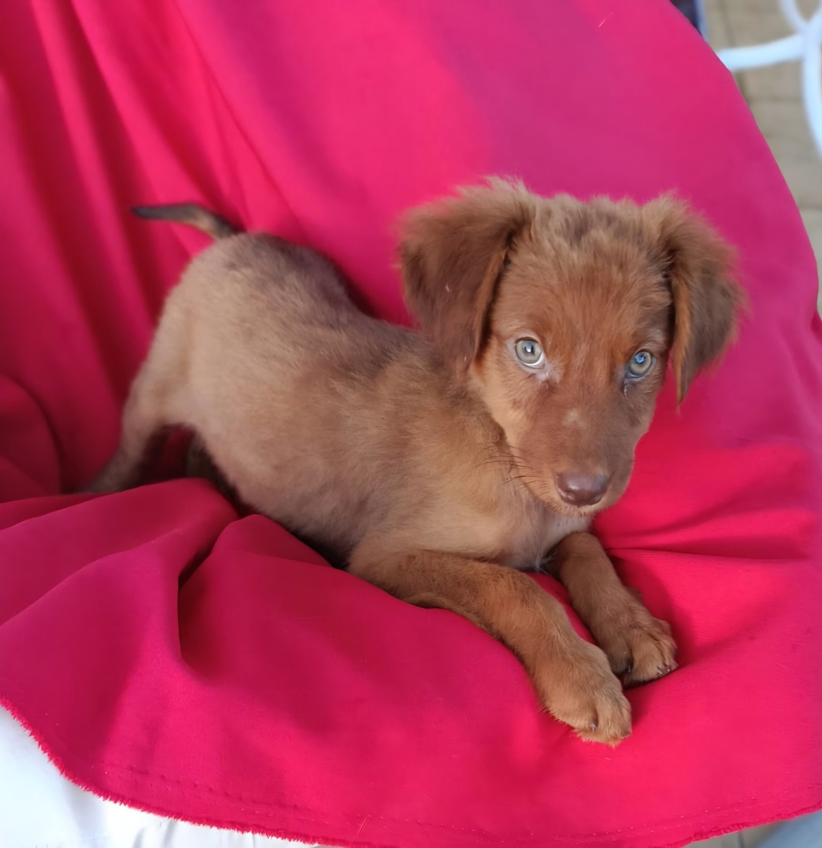 Adoption Doria