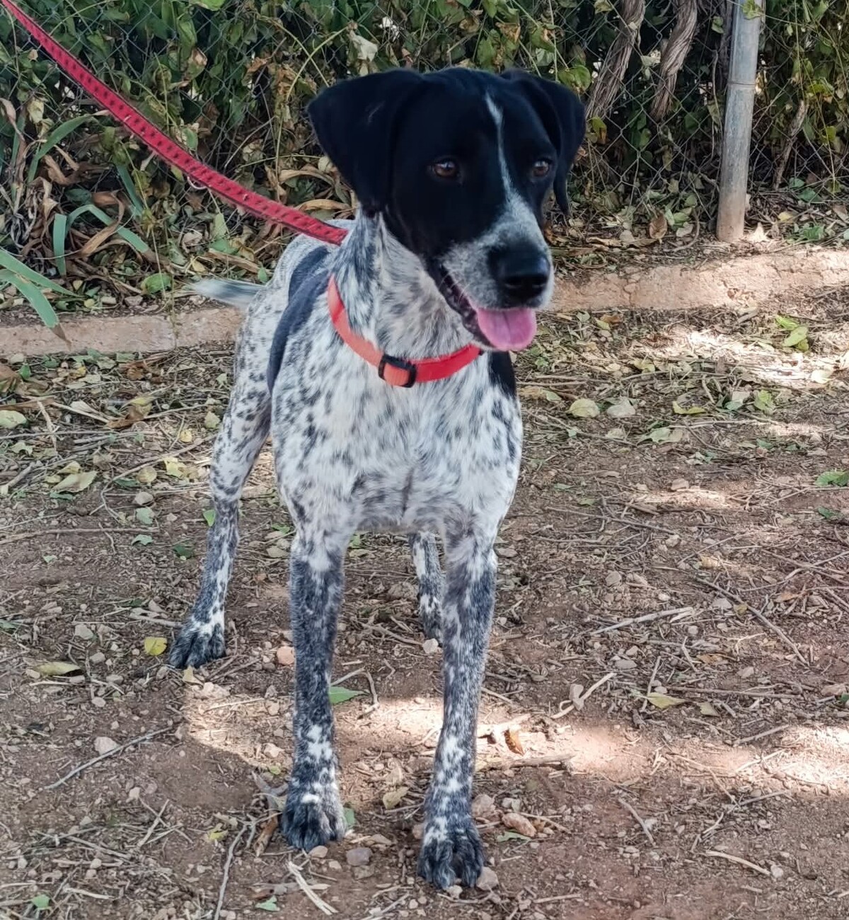 Adoption Apolo