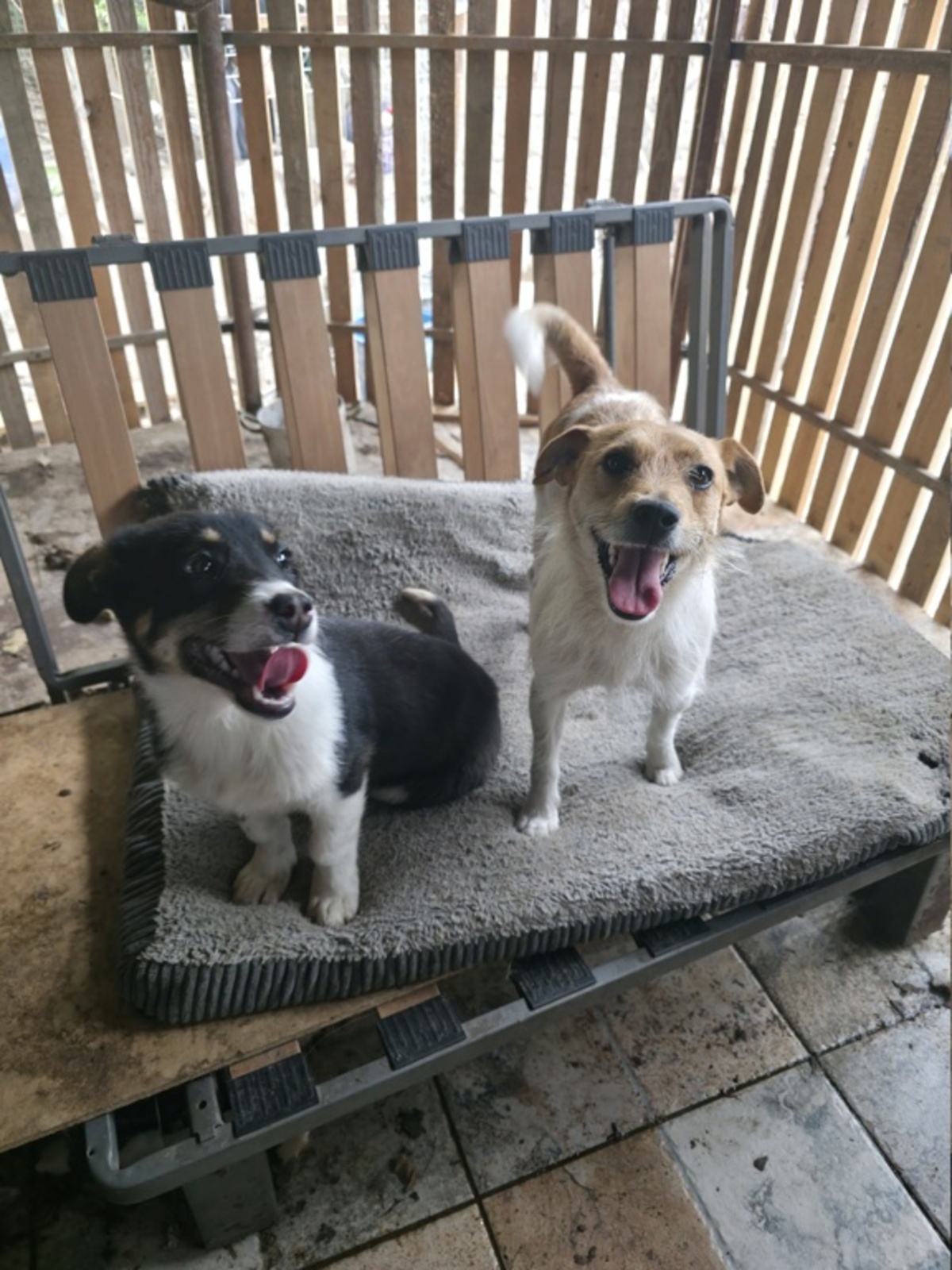 Adoption Virga