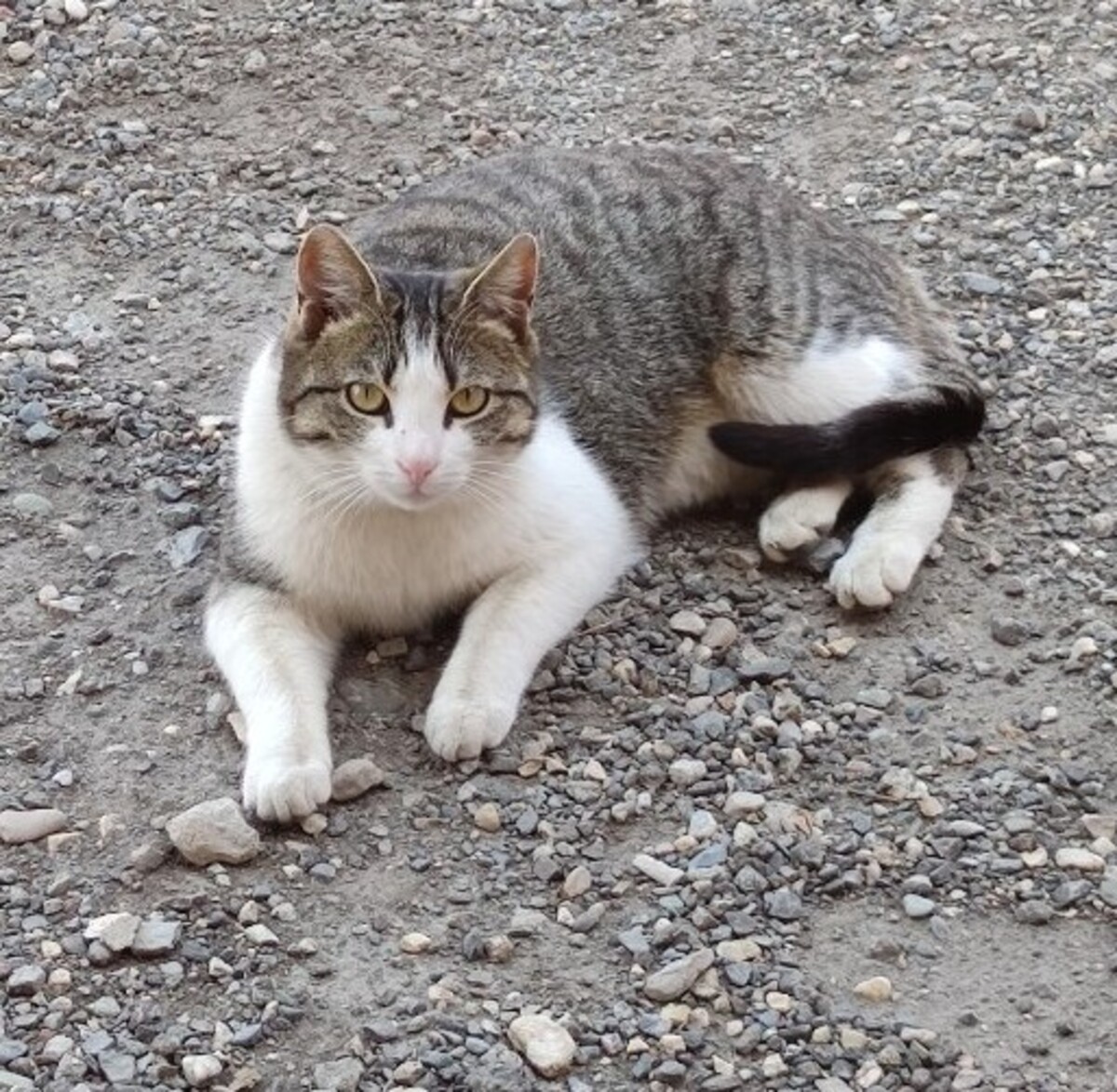 Adoption Petitou