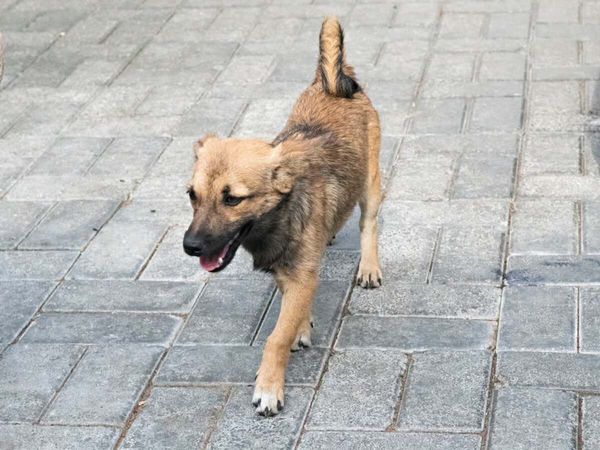 Adoption Bonnie