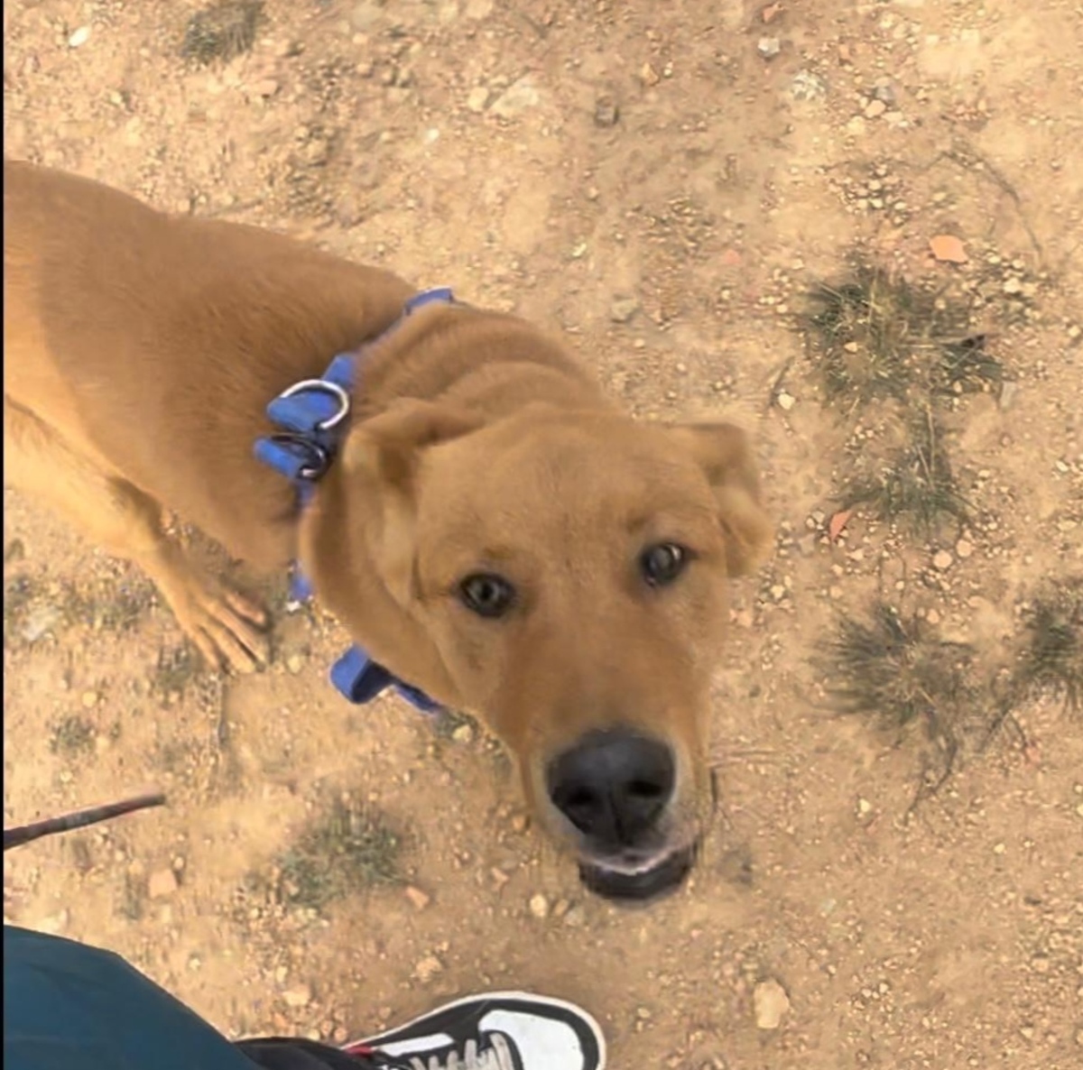 Adoption Bonacho