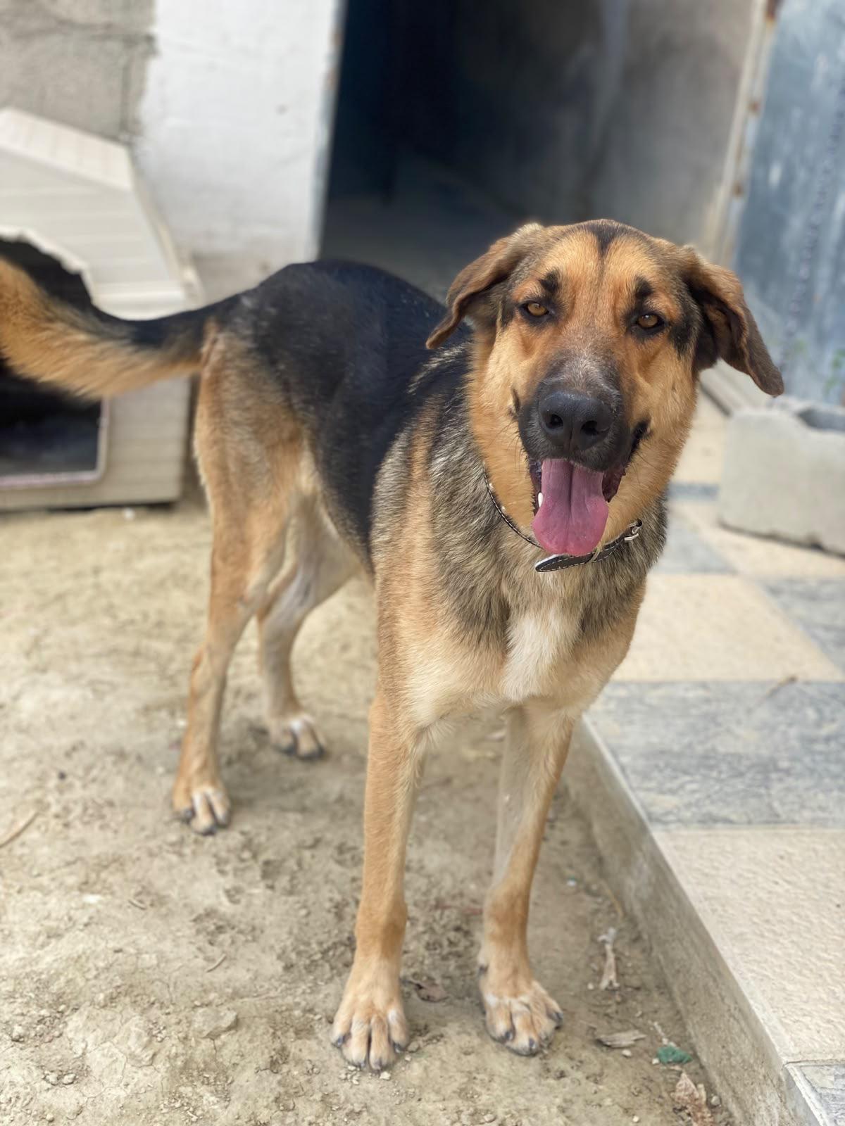 Adoption Max