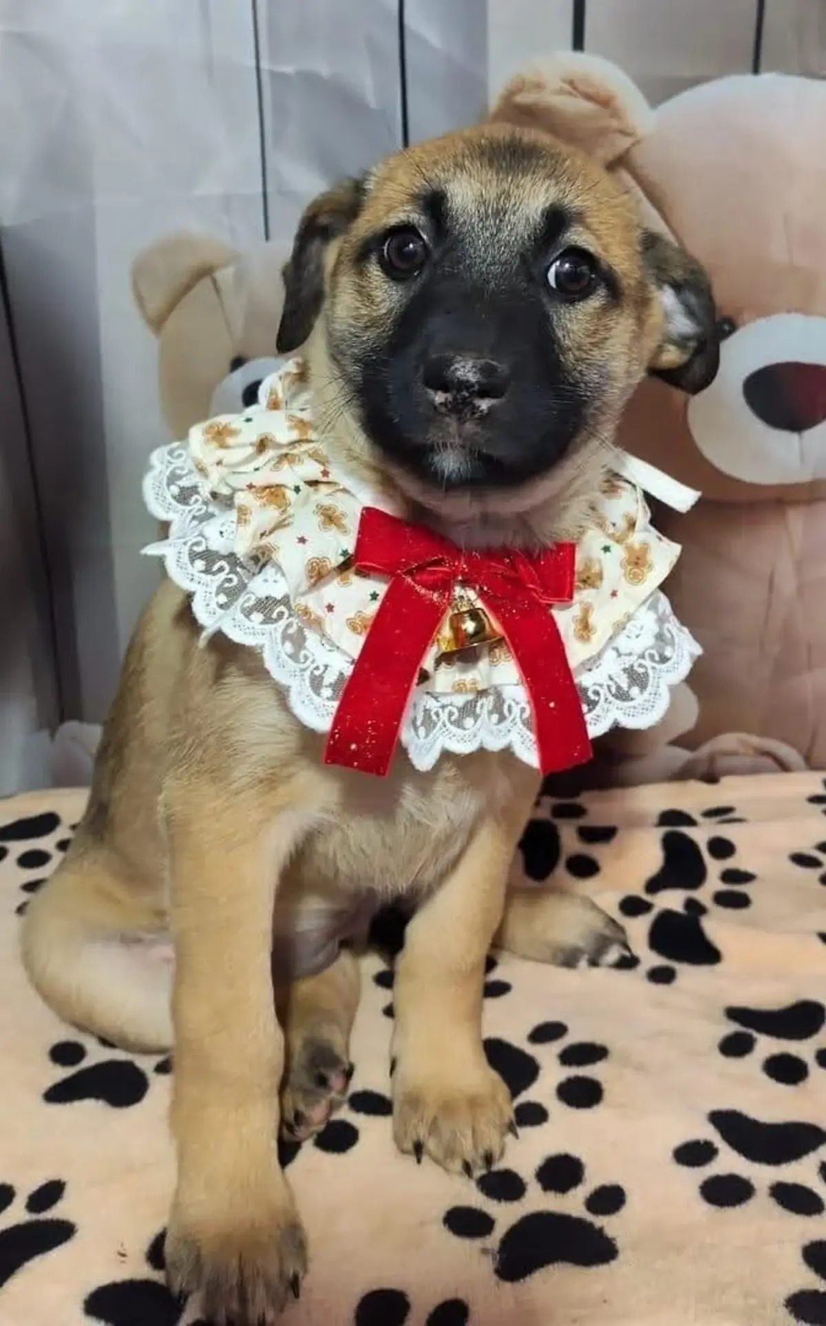 Adoption Asha
