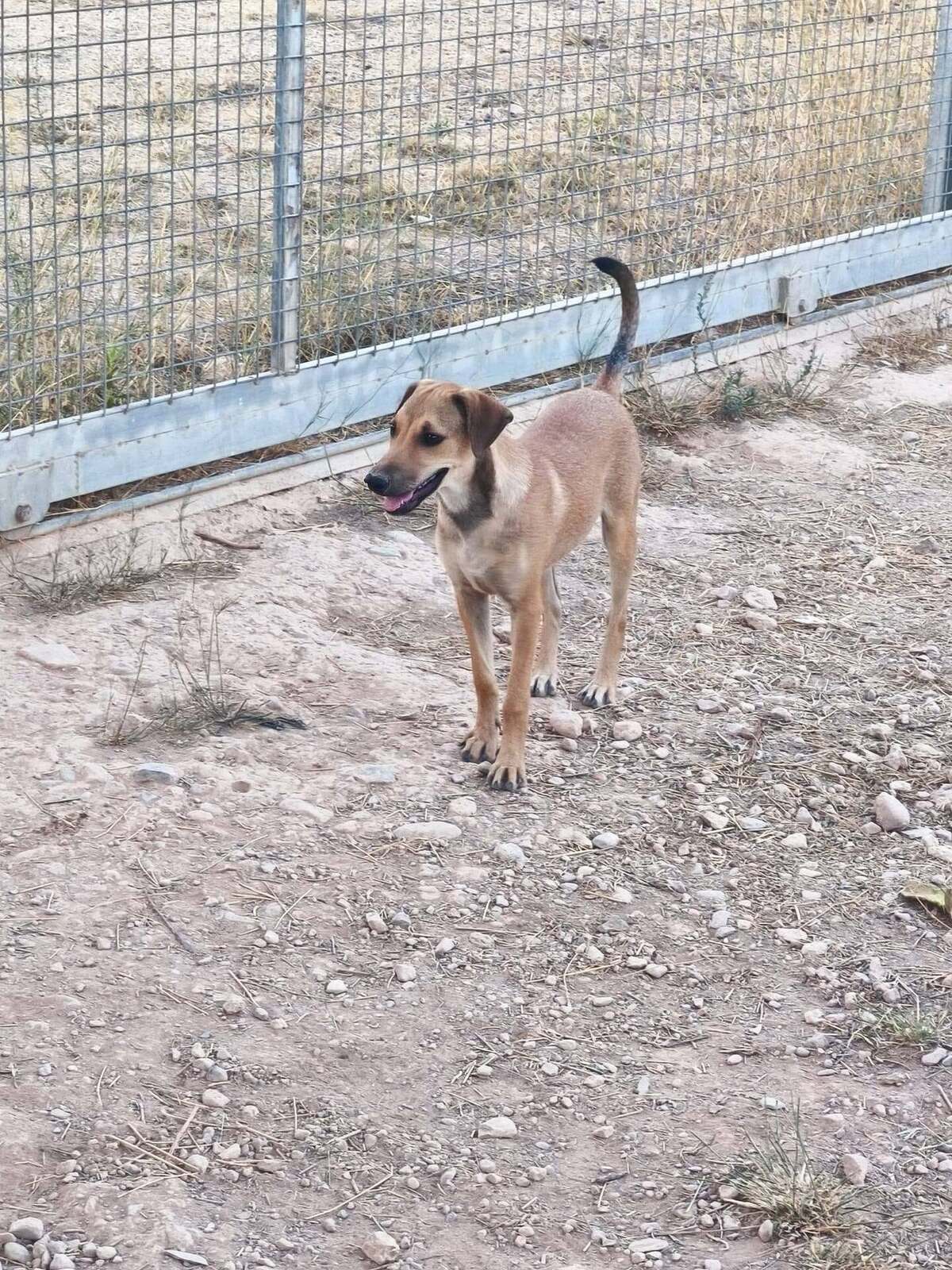 Adoption Vainilla