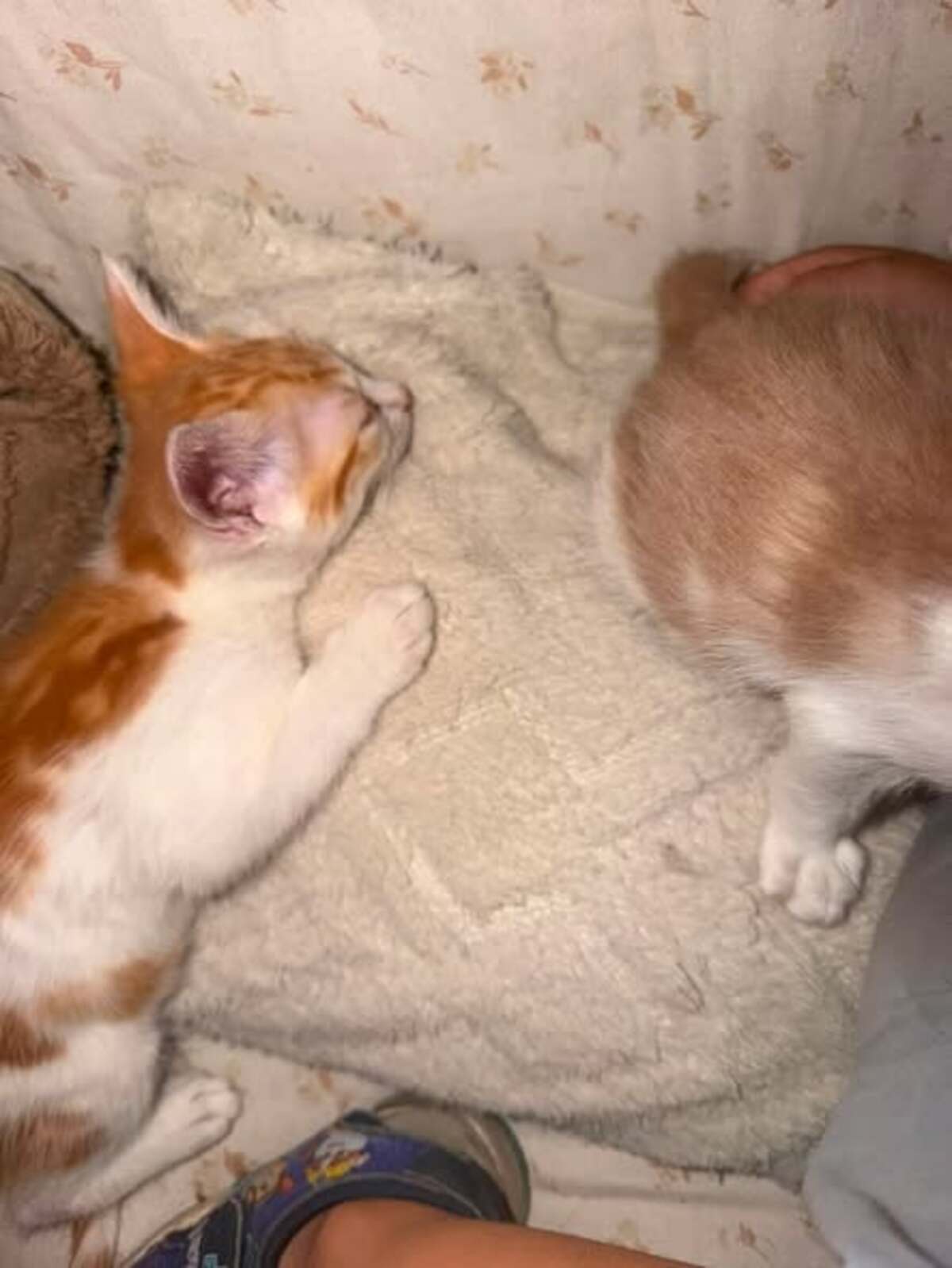 Adoption Flash