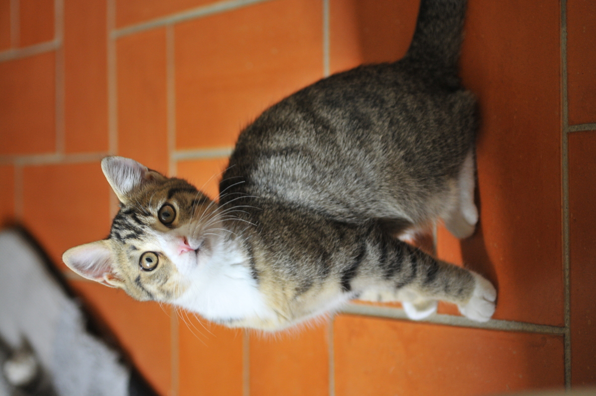 Adoption Plume