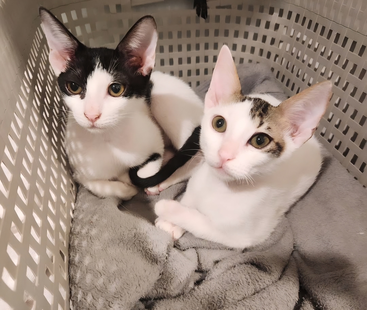 Adoption Elvis et Muxu
