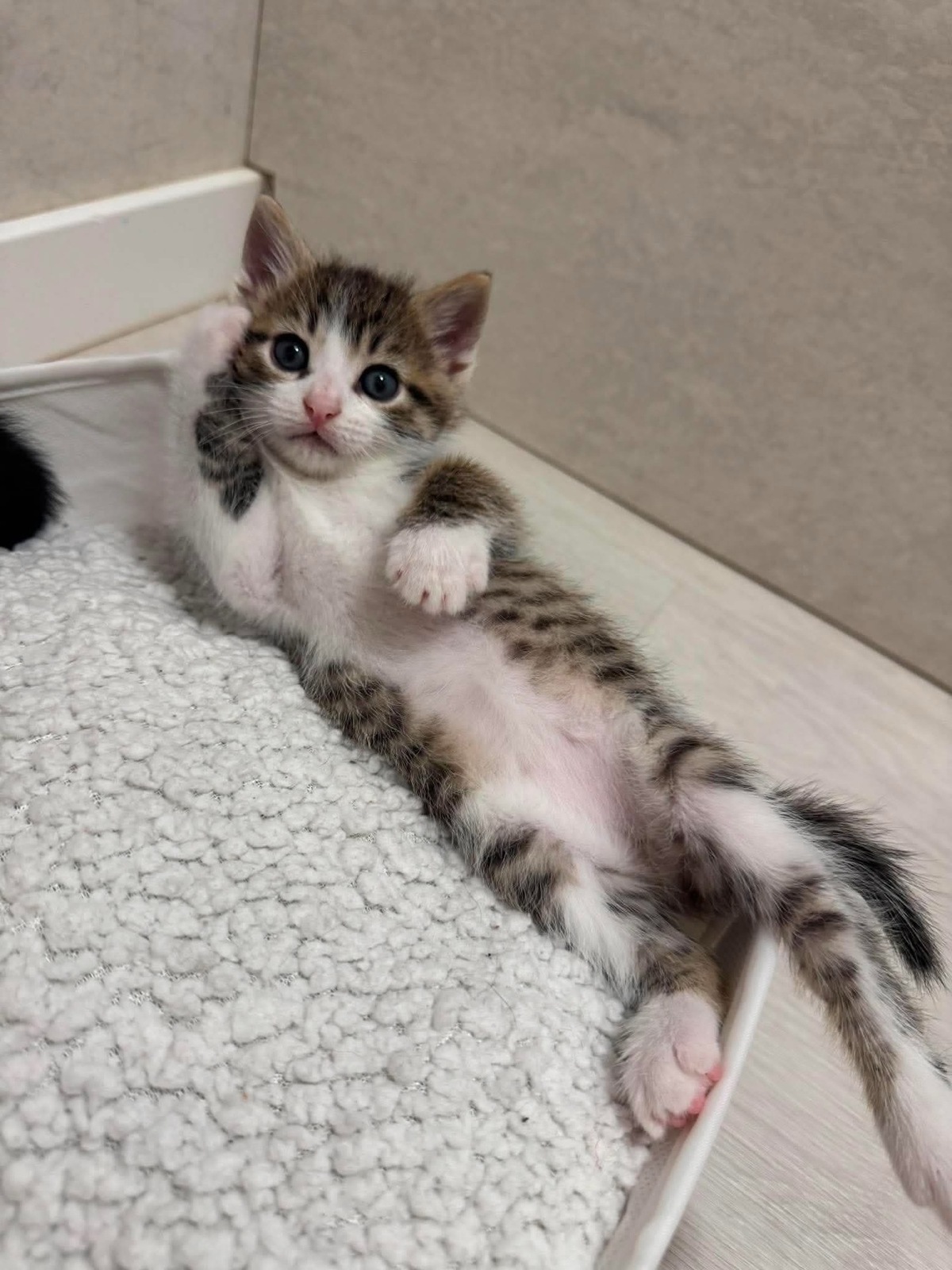 Adoption Spellman et Sabrina 