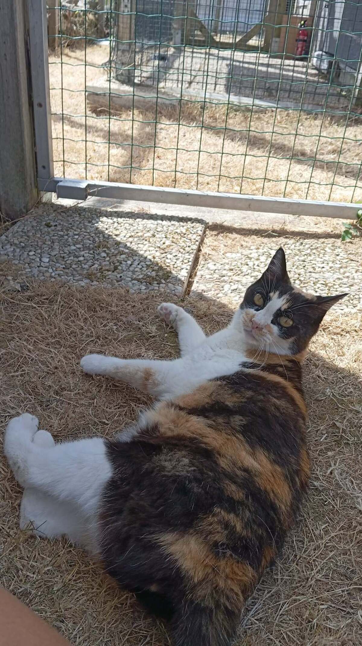 Adoption CLEA