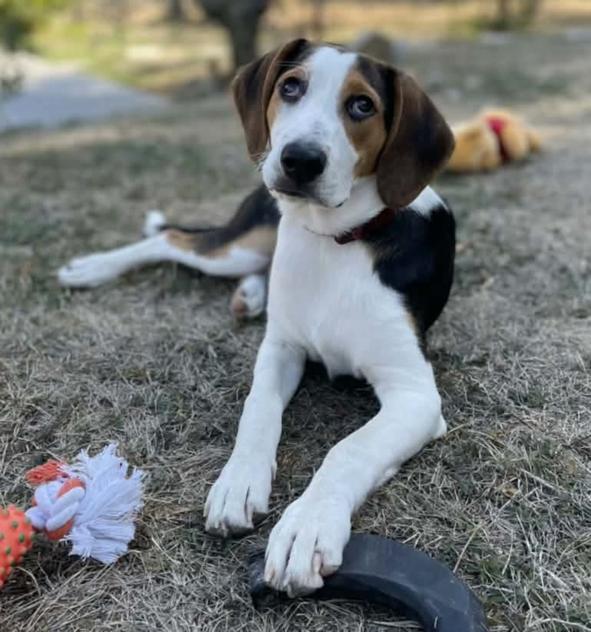 Adoption Zoe