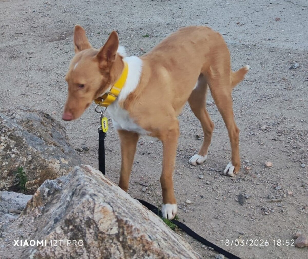 Adoption BERTO