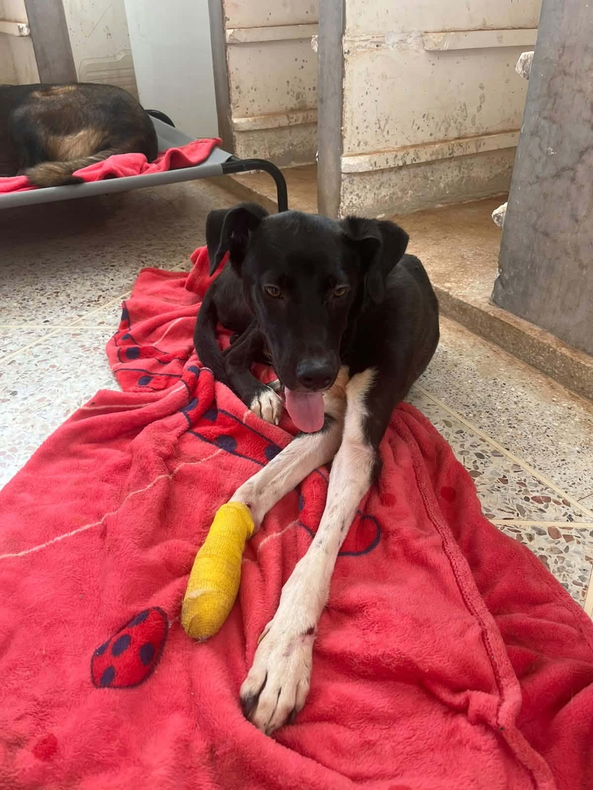 Adoption Thalia