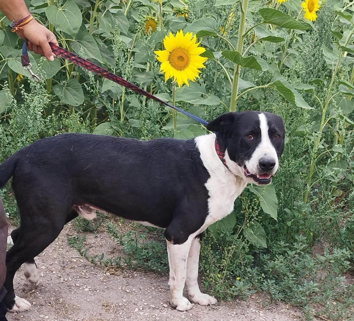 Adoption Yang