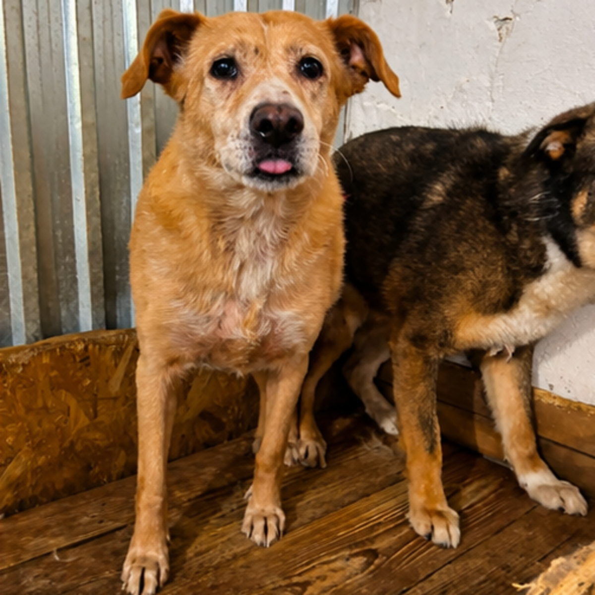 Adoption Colette
