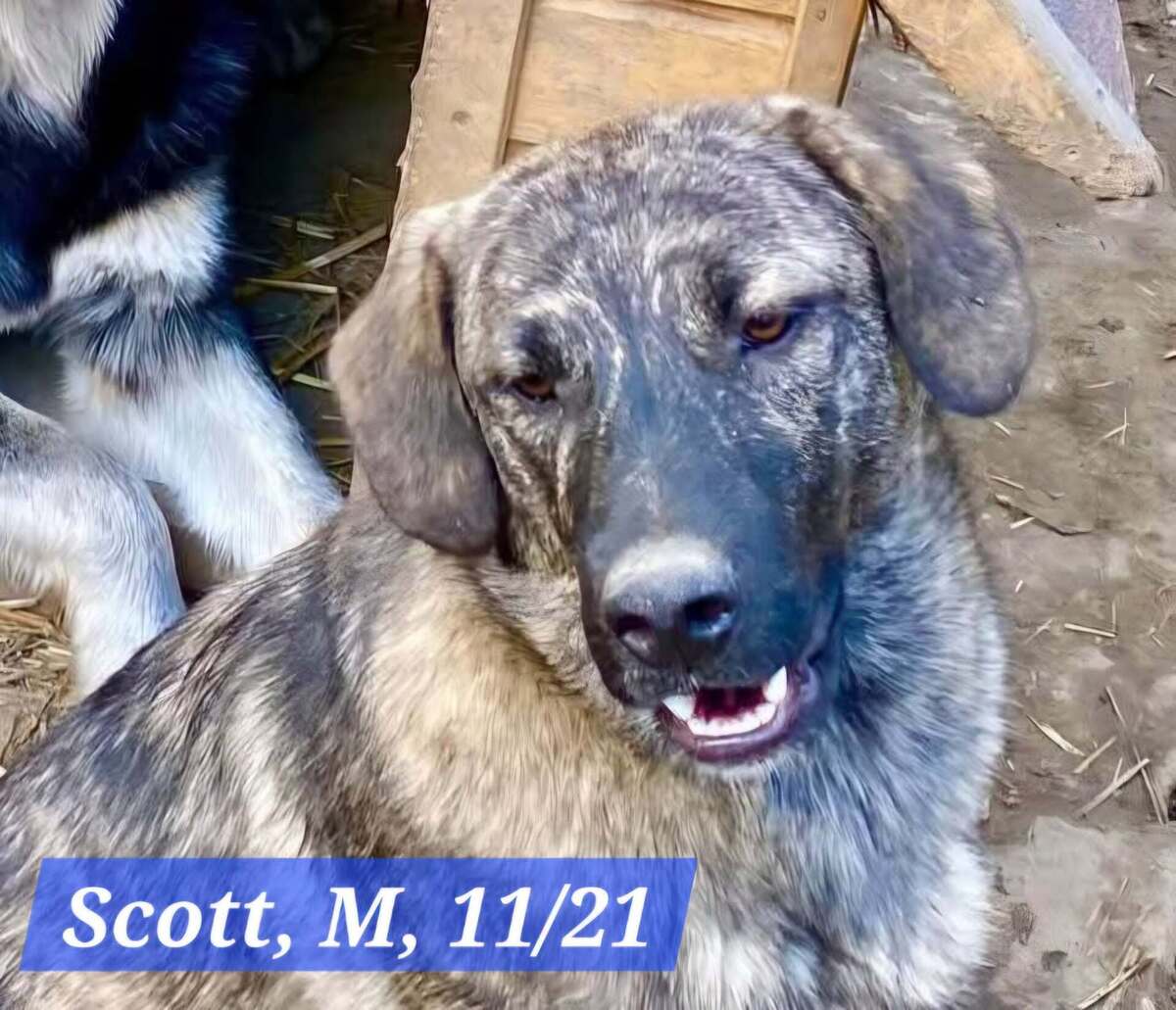 Adoption SCOTT