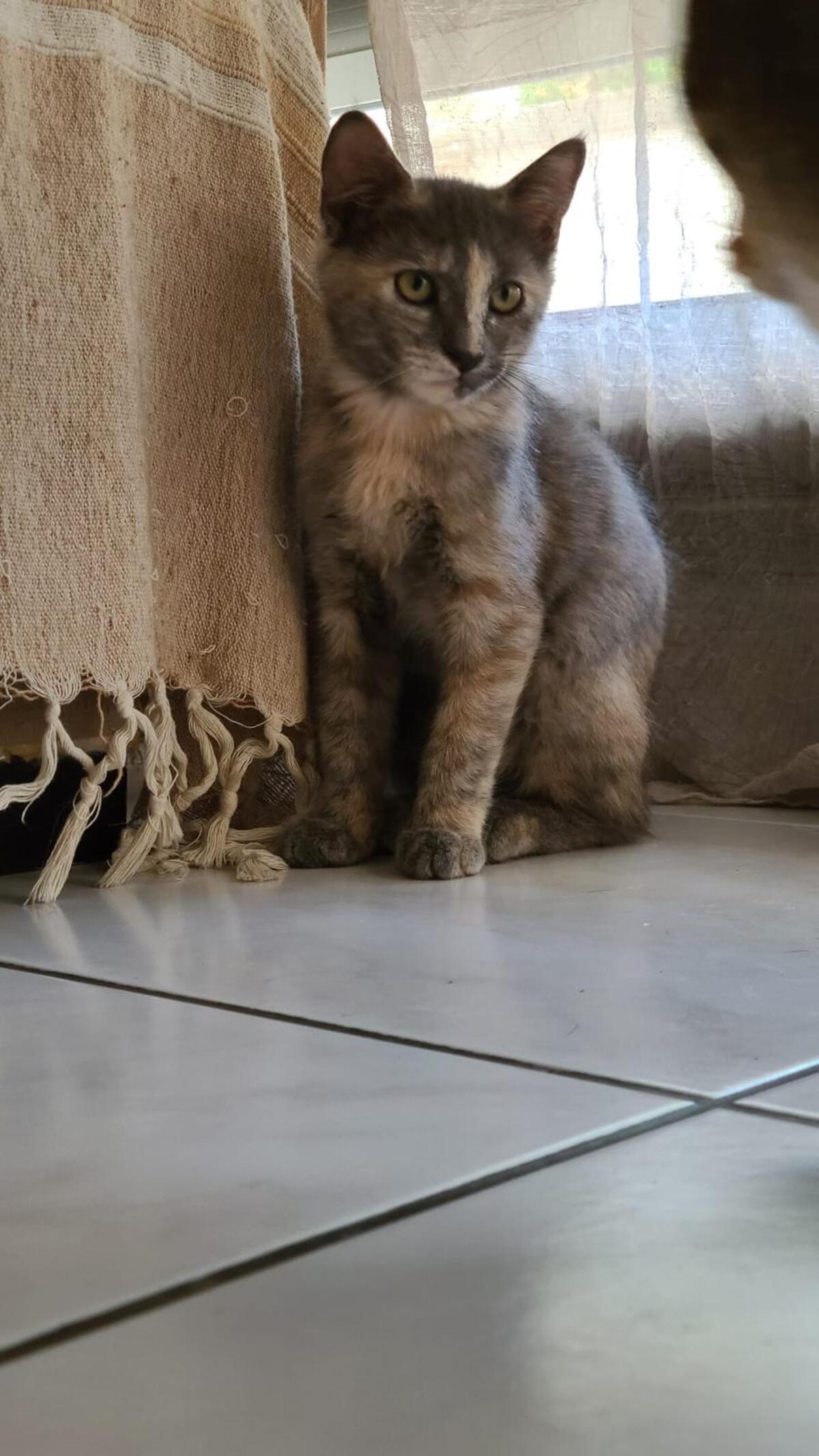 Adoption Dorie