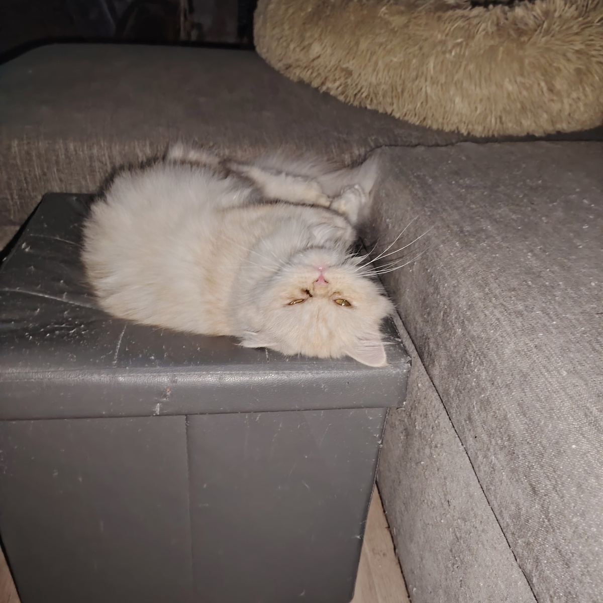 Adoption Lili