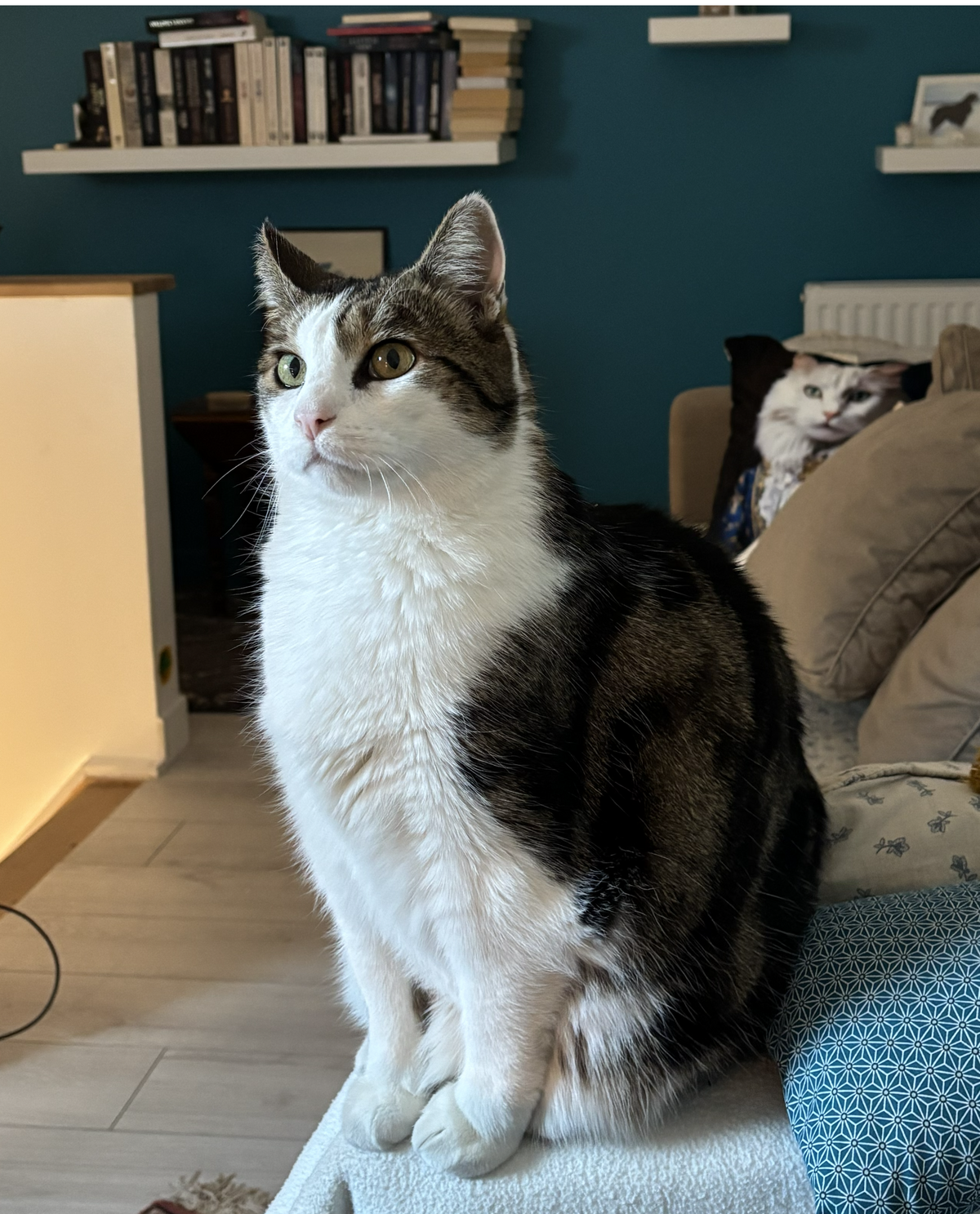 Adoption Boubouche