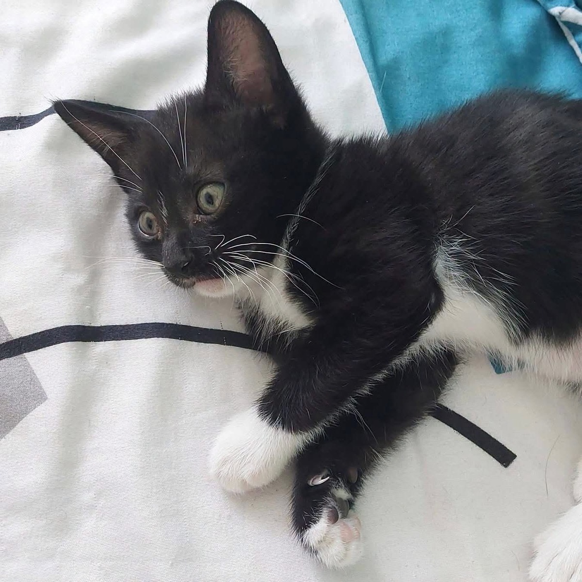 Adoption Ying 