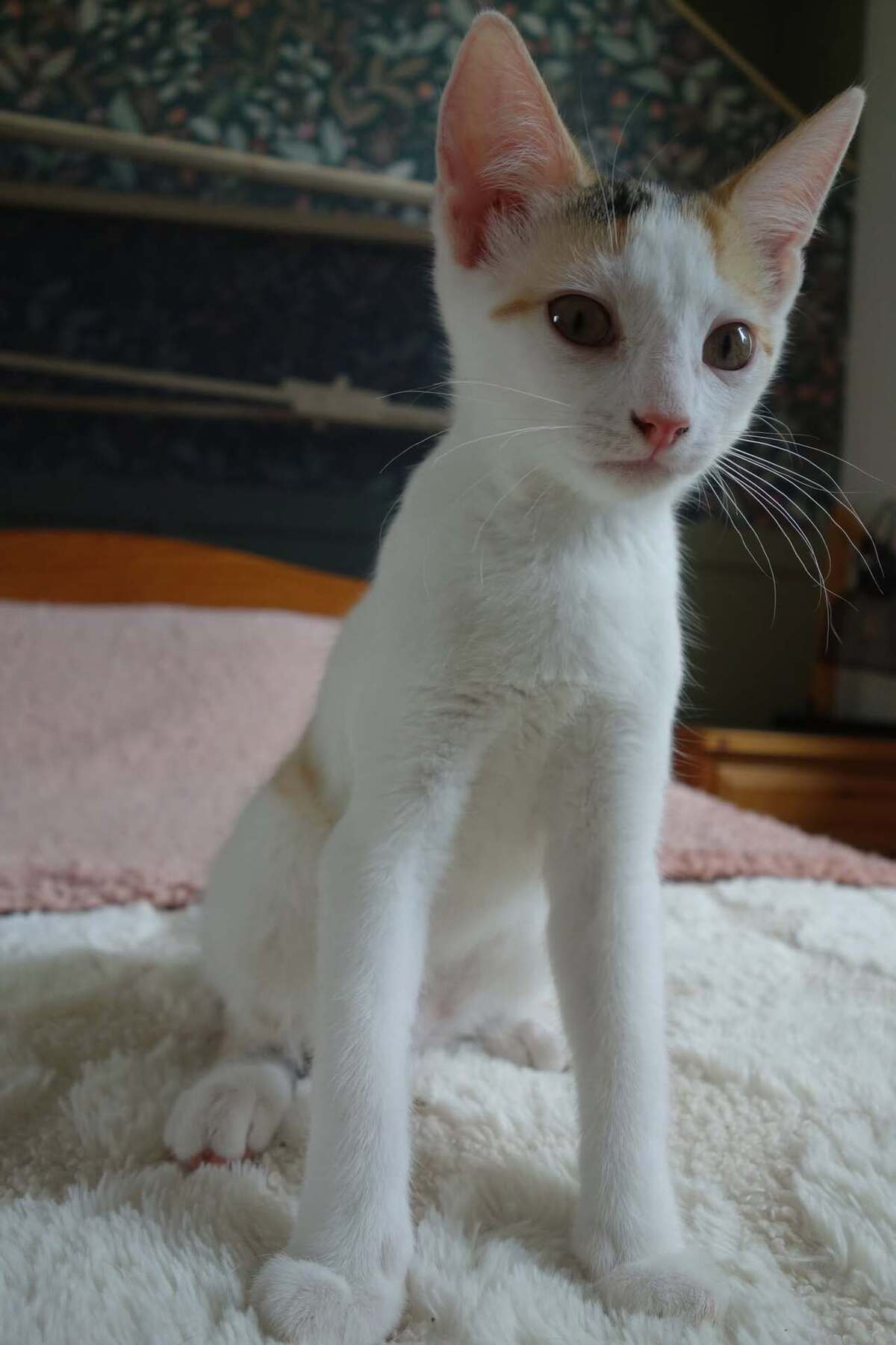 Adoption Ponda