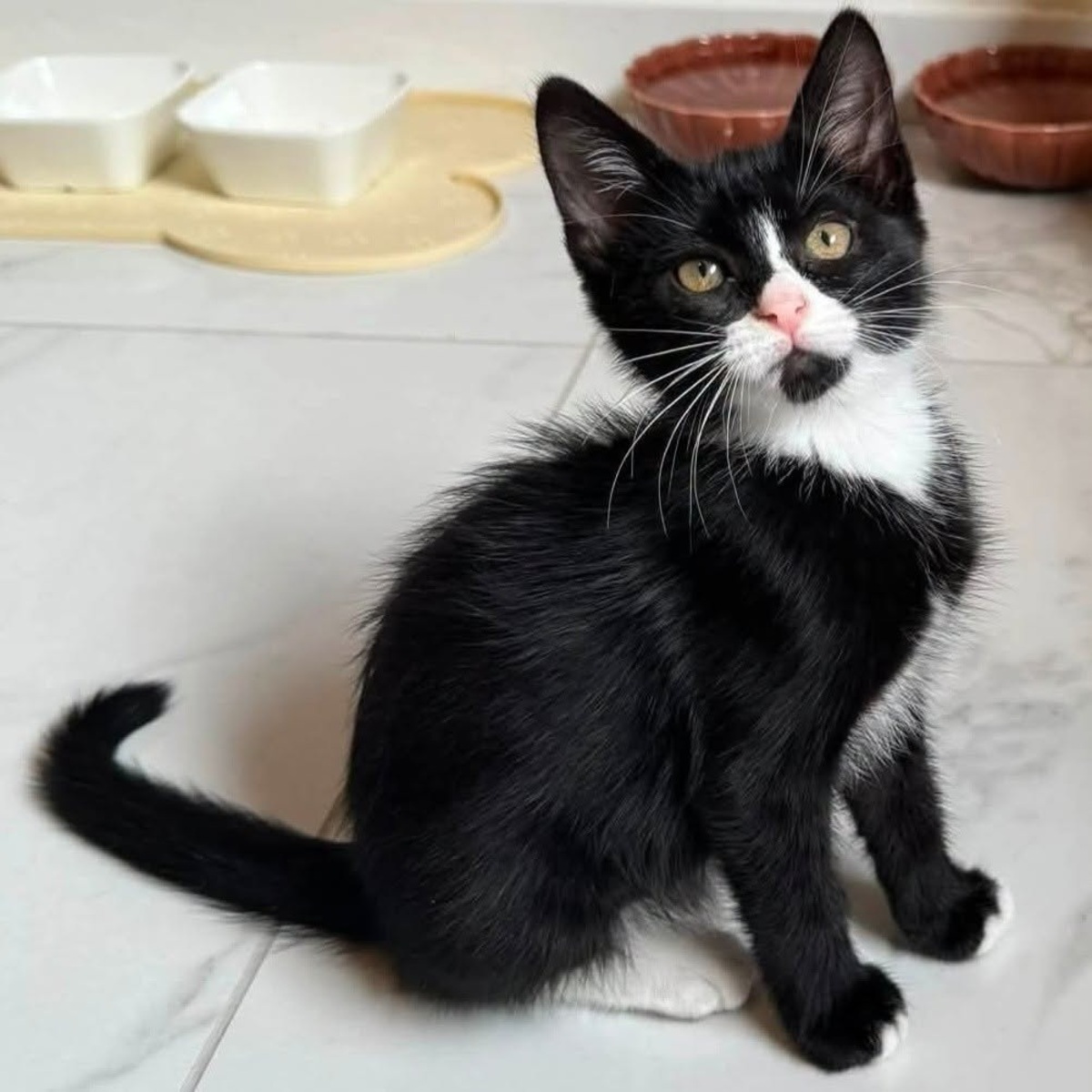 Adoption NOUCHKA