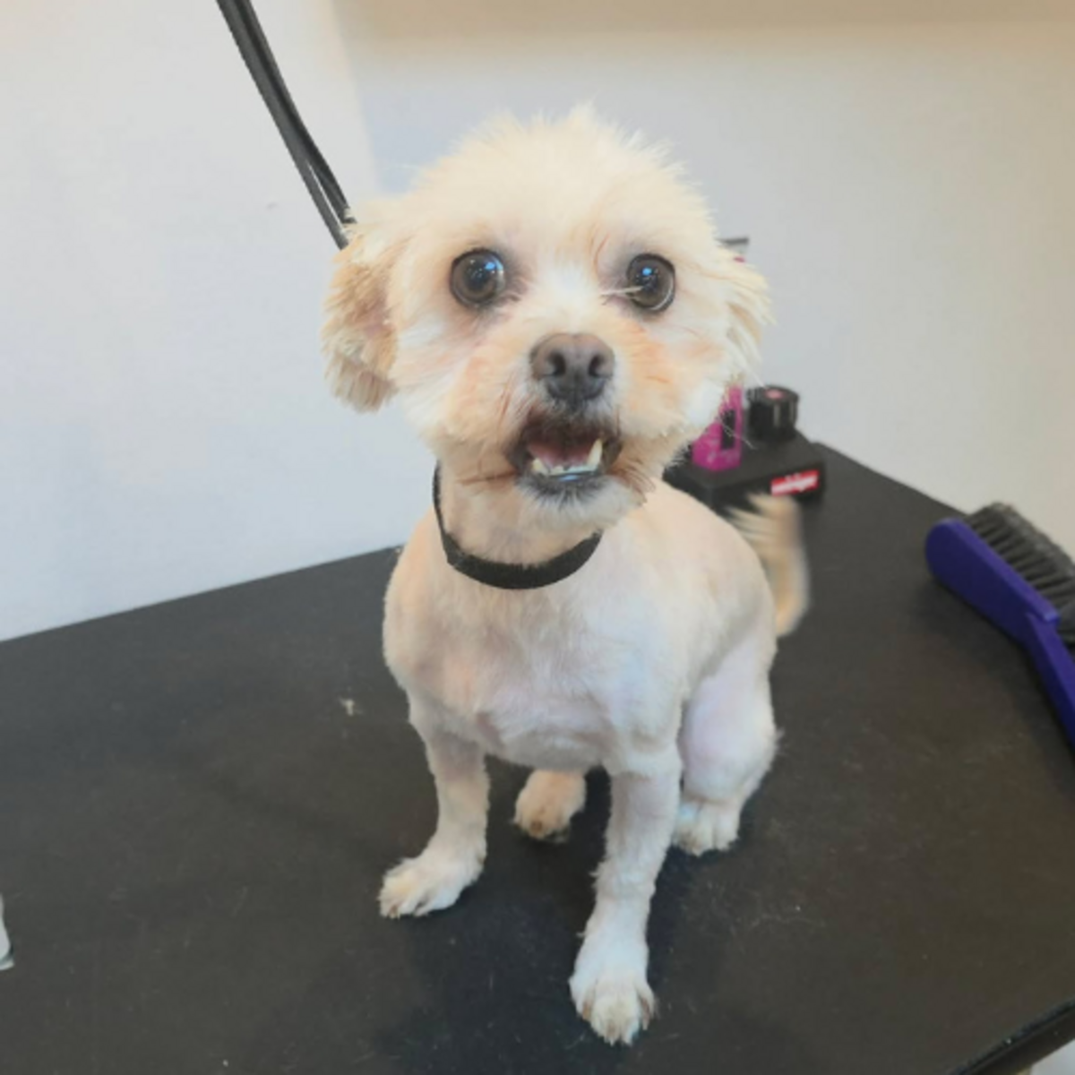 Adoption CAFELUTA