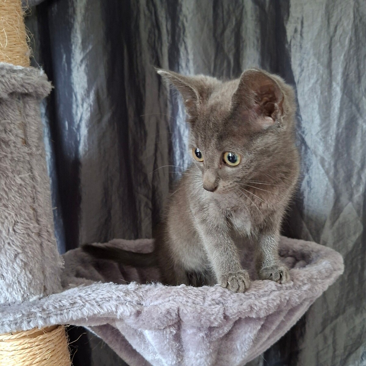 Adoption Brulette