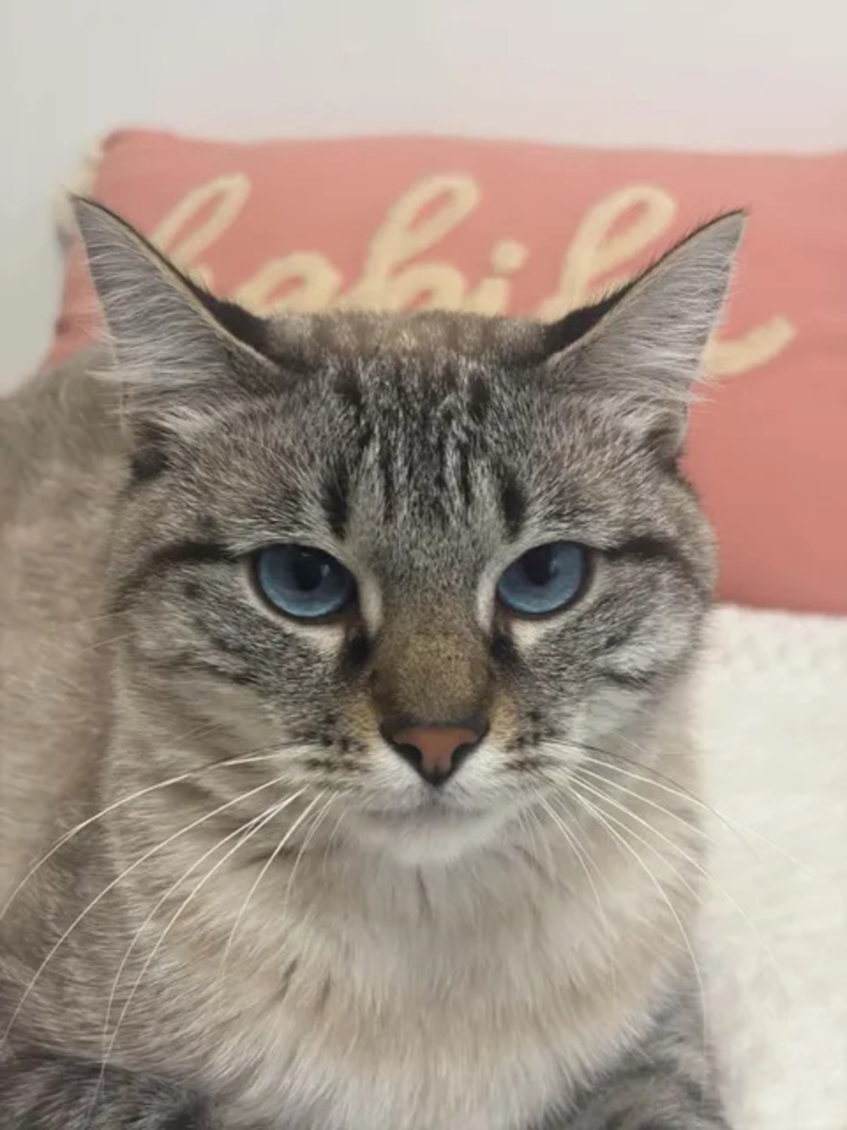 Adoption Bastet