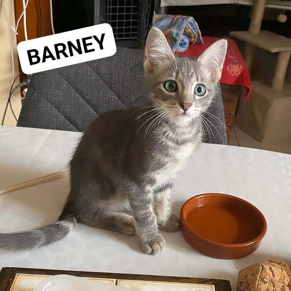 Adoption Buster & Barney