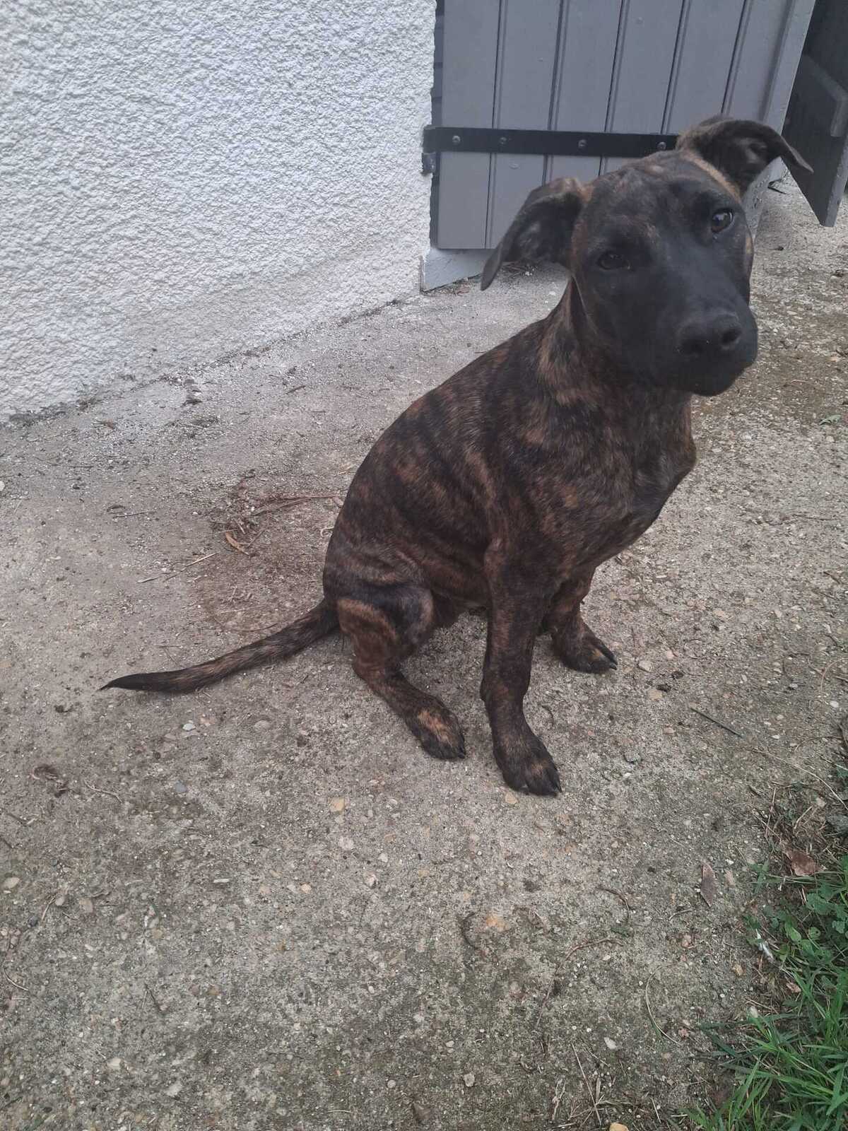 Adoption Stormy 